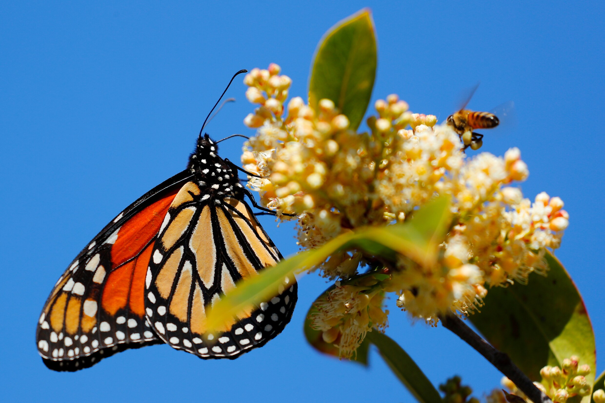 De alarmbellen gaan af: “Vlinders zijn een zeer goede barometer voor natuurkwaliteit”