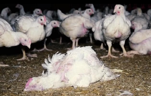 GAIA blundert: beschuldigt kippenrestaurant ‘Poule et Poulette’, maar filmt in verkeerde kwekerij