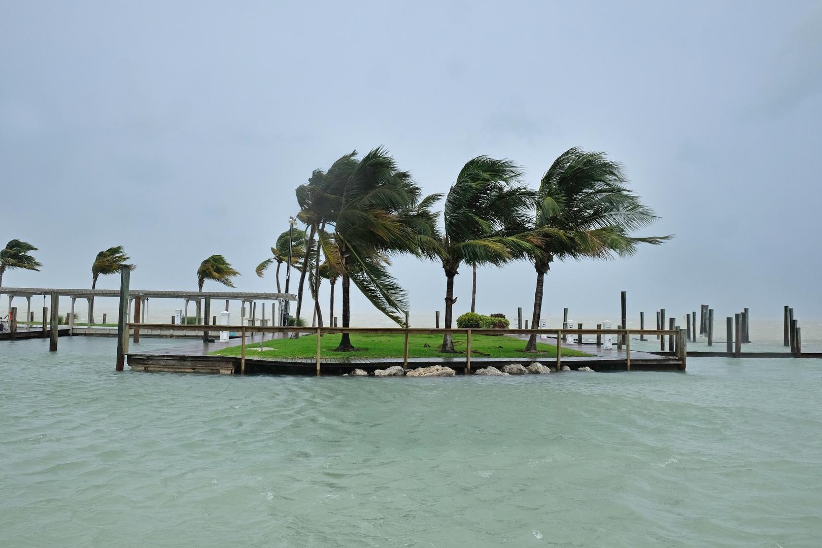 Dodelijke ziekte bedreigt iconische palmbomen Florida