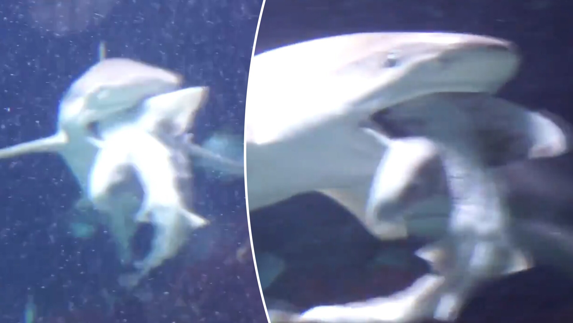 Haai schrokt soortgenoot op in Antwerpse Zoo