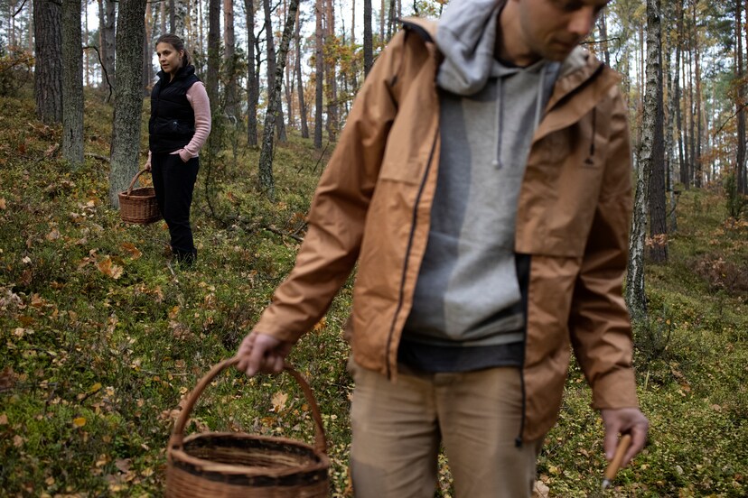 In Polen trekken jong en oud het bos in om paddenstoelen te plukken: ‘Een giftige? Dat zijn strafpunten’