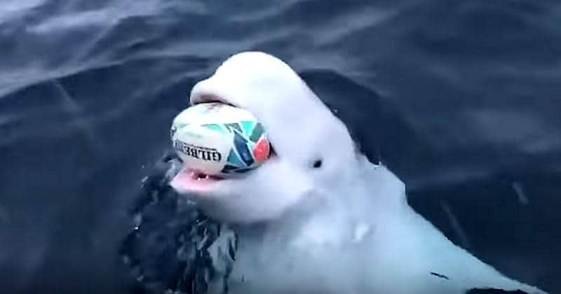 Witte dolfijn die met rugbybal speelt in oceaan is mogelijk Russische ‘spionwalvis’