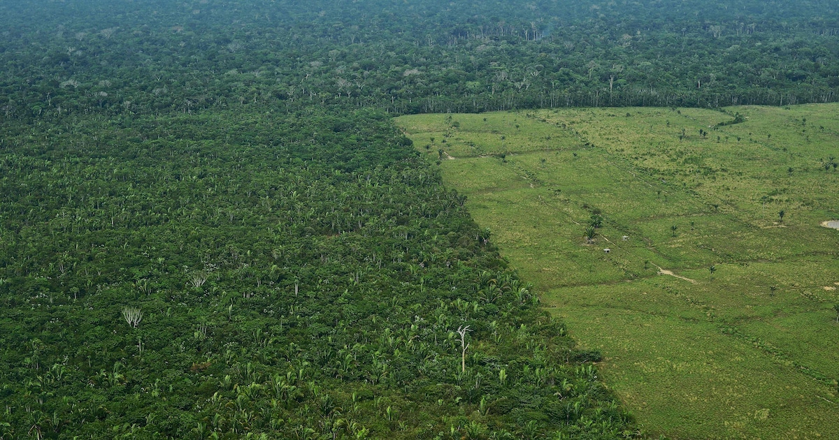 Vierkante Kilometer Amazone Ontbost In Een Jaar De Morgen