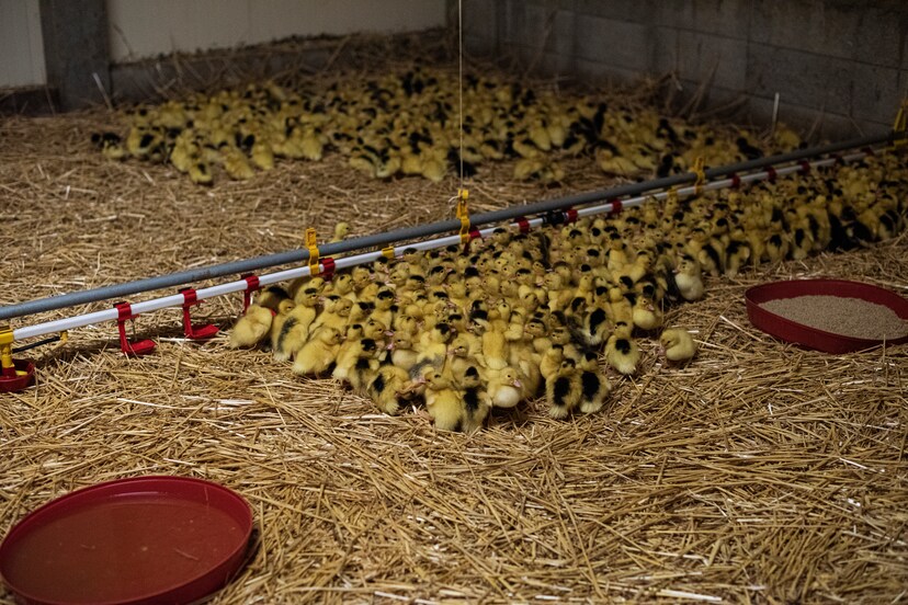 ‘De hypocrisie over foie gras moet stoppen. Er is veel erger dierenleed’