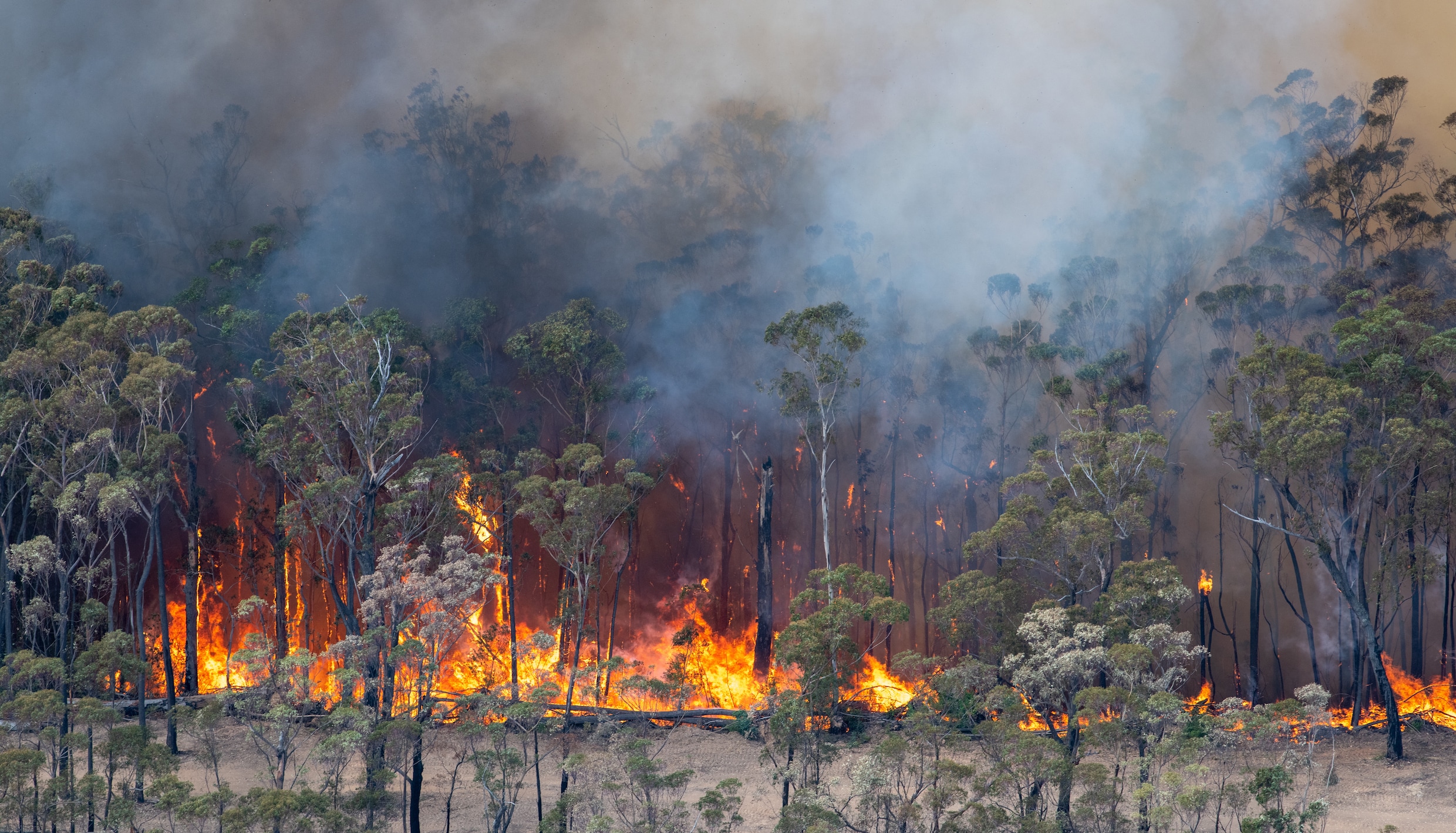 Sydney: op een enorm scherm zijn 97 branden te zien