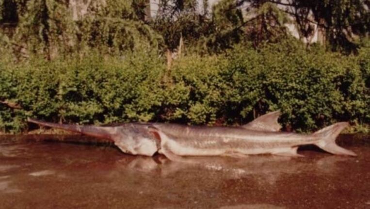 Na 200 miljoen jaar en door toedoen van de mens: een van 's werelds grootste vissen officieel uitgestorven