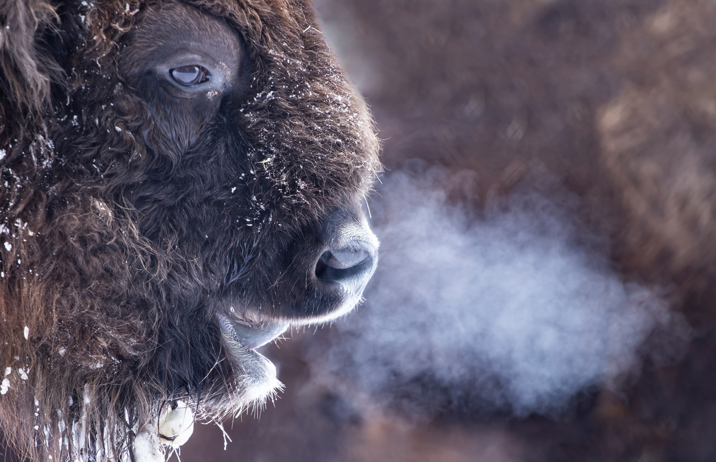 Met uitsterven bedreigd, maar de bizon komt weer thuis in Roemenië