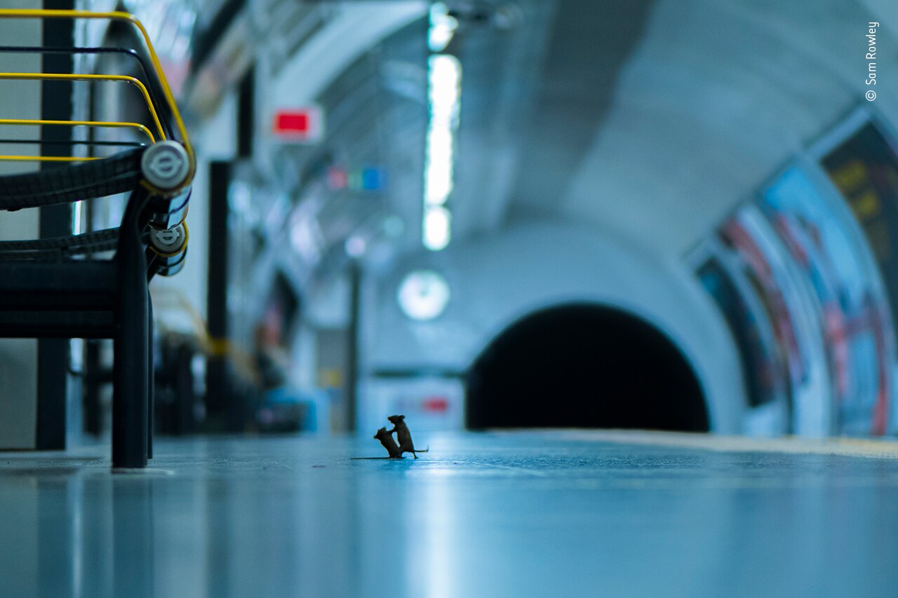 Worstelende muizen in Londense metro zijn Wildlife Photographer of the Year 2019