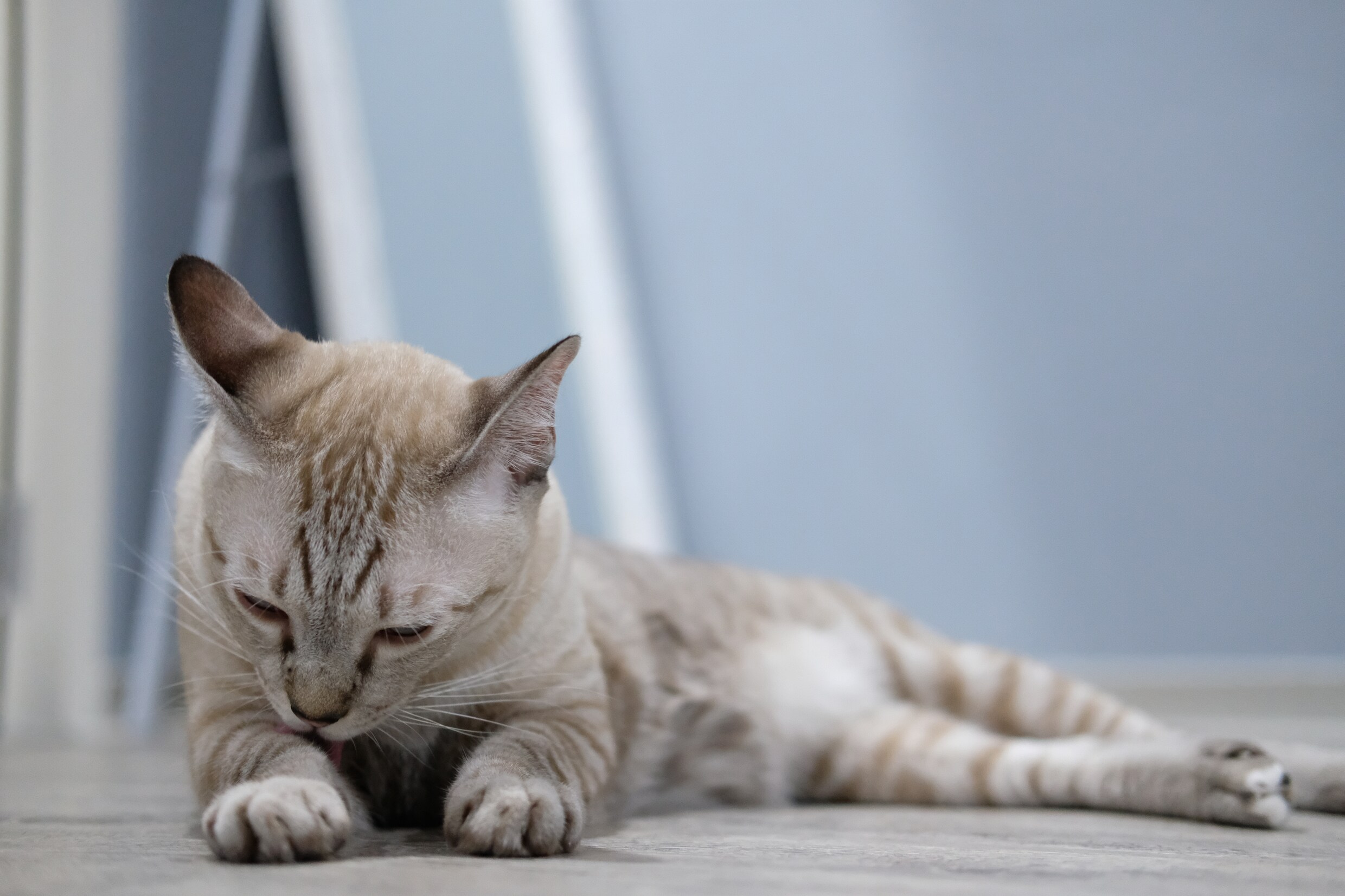 Eerste kat ter wereld met Covid-19 is Belgisch, maar heeft dat gevolgen voor de mens?