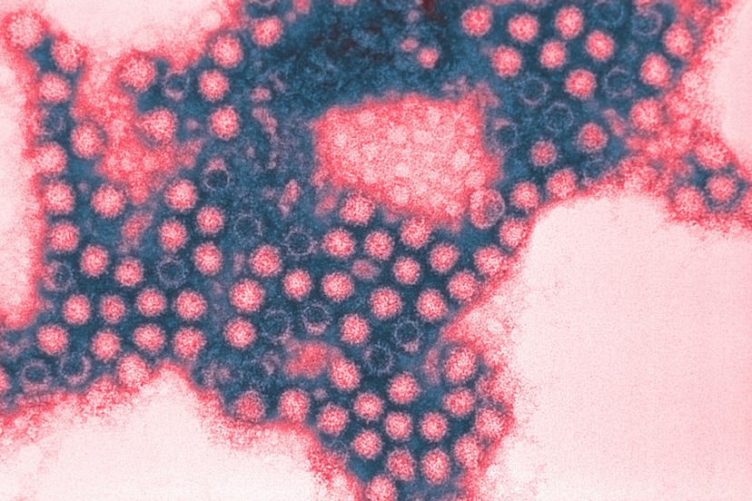 Het coronavirus muteert. Komt daardoor de  ontwikkeling van een vaccin in gevaar?