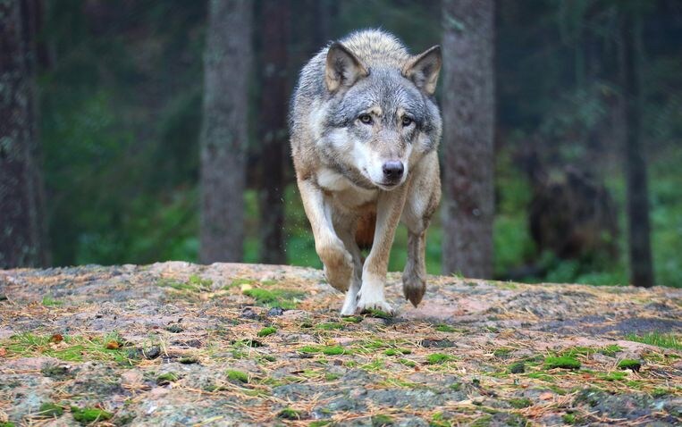 Al meer dan tien wolven in ons land: ‘We worden het wolvenkruispunt van Europa’