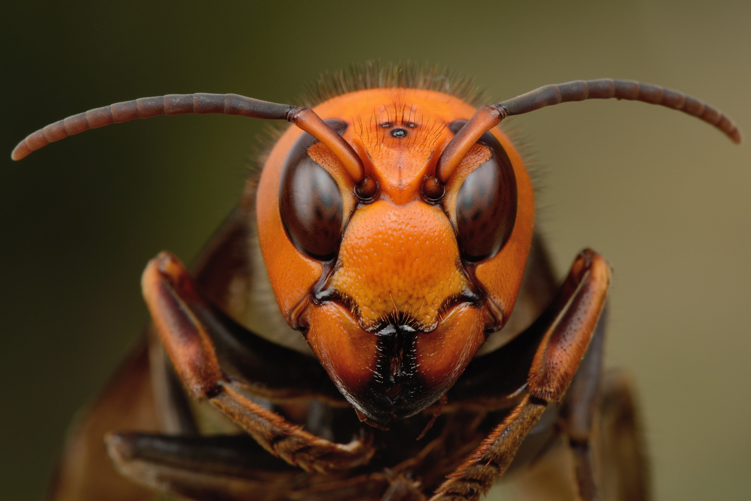 Aziatische ‘Murder hornet’ duikt op in Noord-Amerika