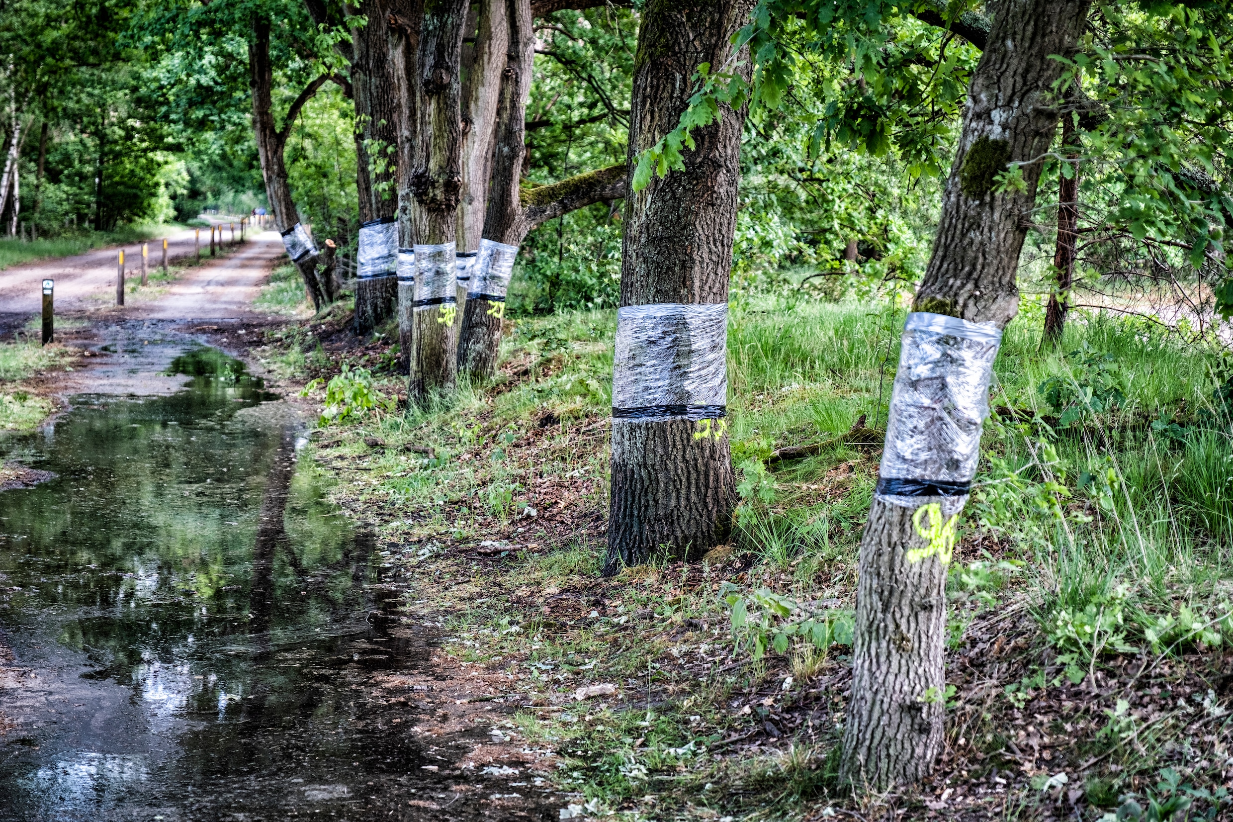 Wie verminkte 117 bomen in De Liereman? ‘Dit gebied is een sluimerend conflict’