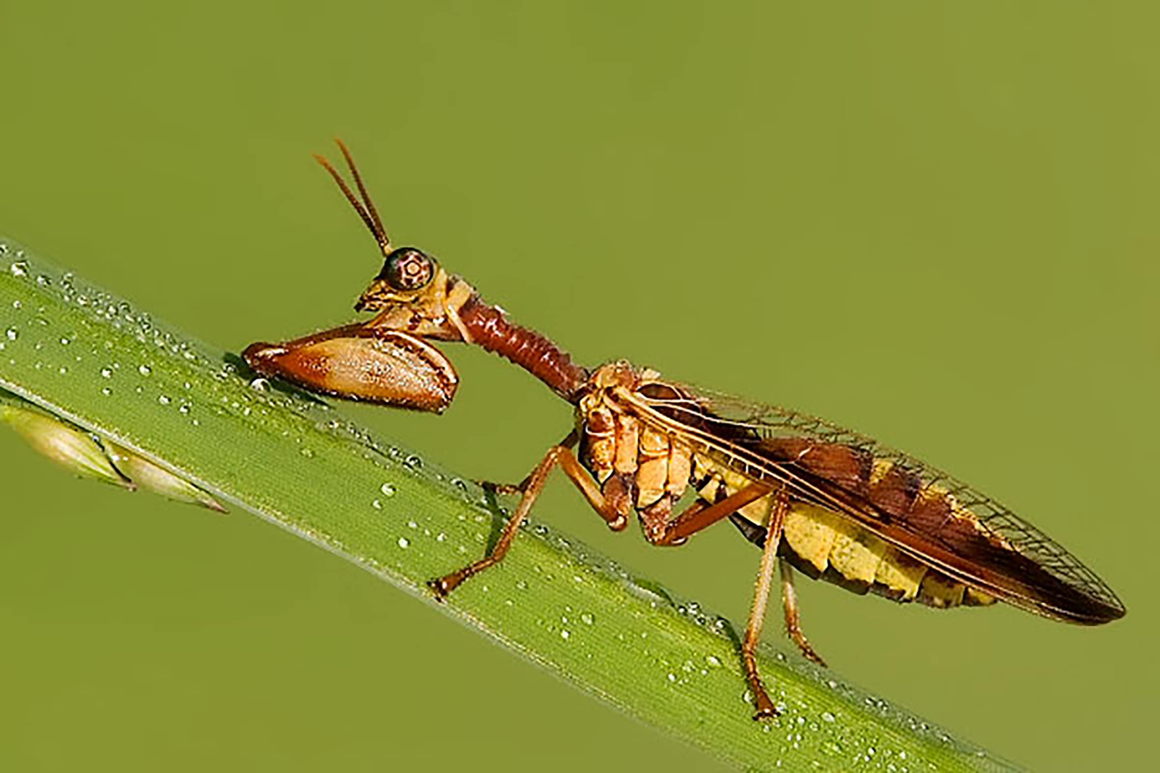 Nieuwe insectensoort duikt op in Leuvense achtertuin