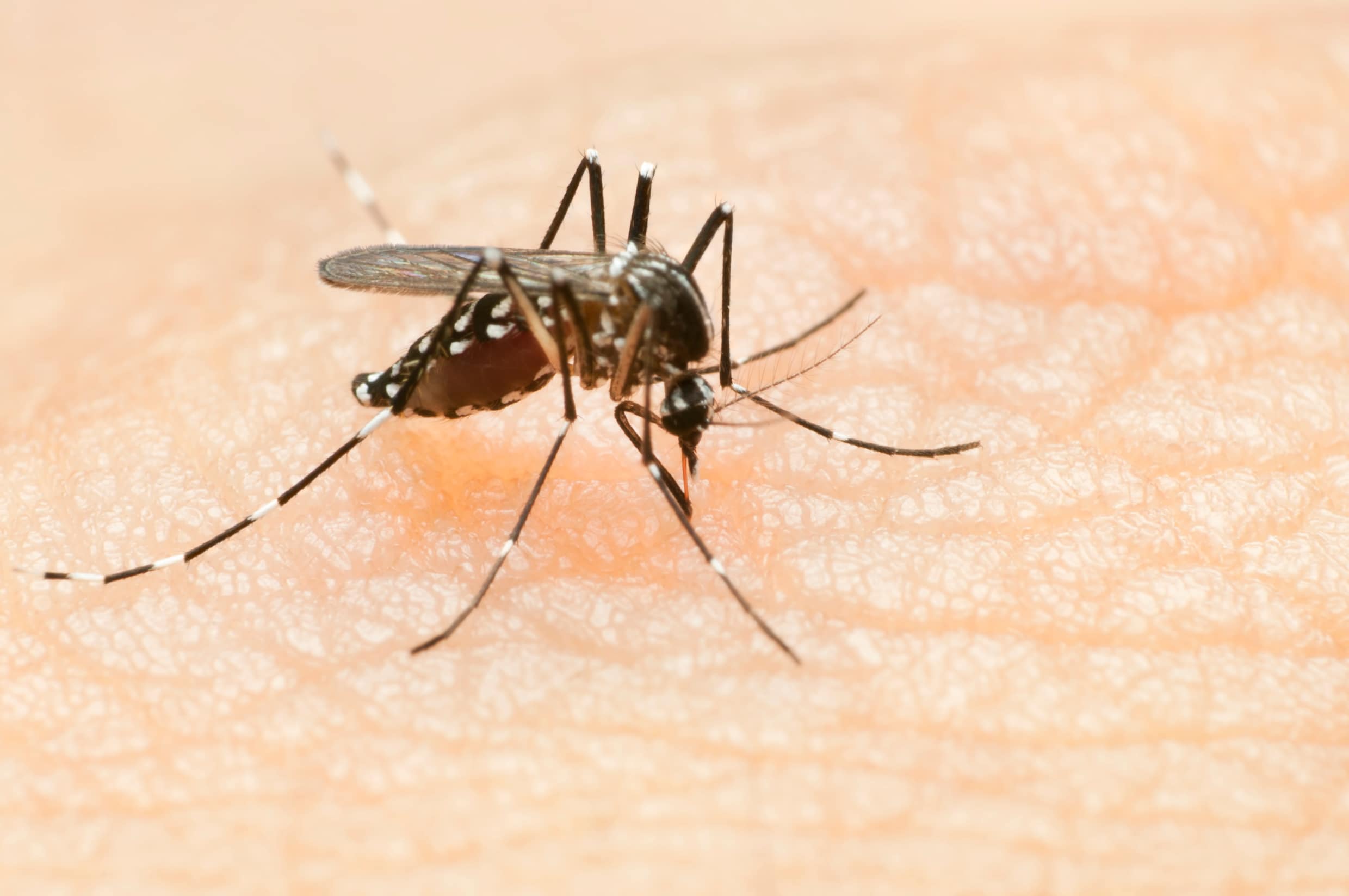Er zijn uitzonderlijk veel muggen dit jaar. Hoe komt dat? En hoe krijg je ze weg?