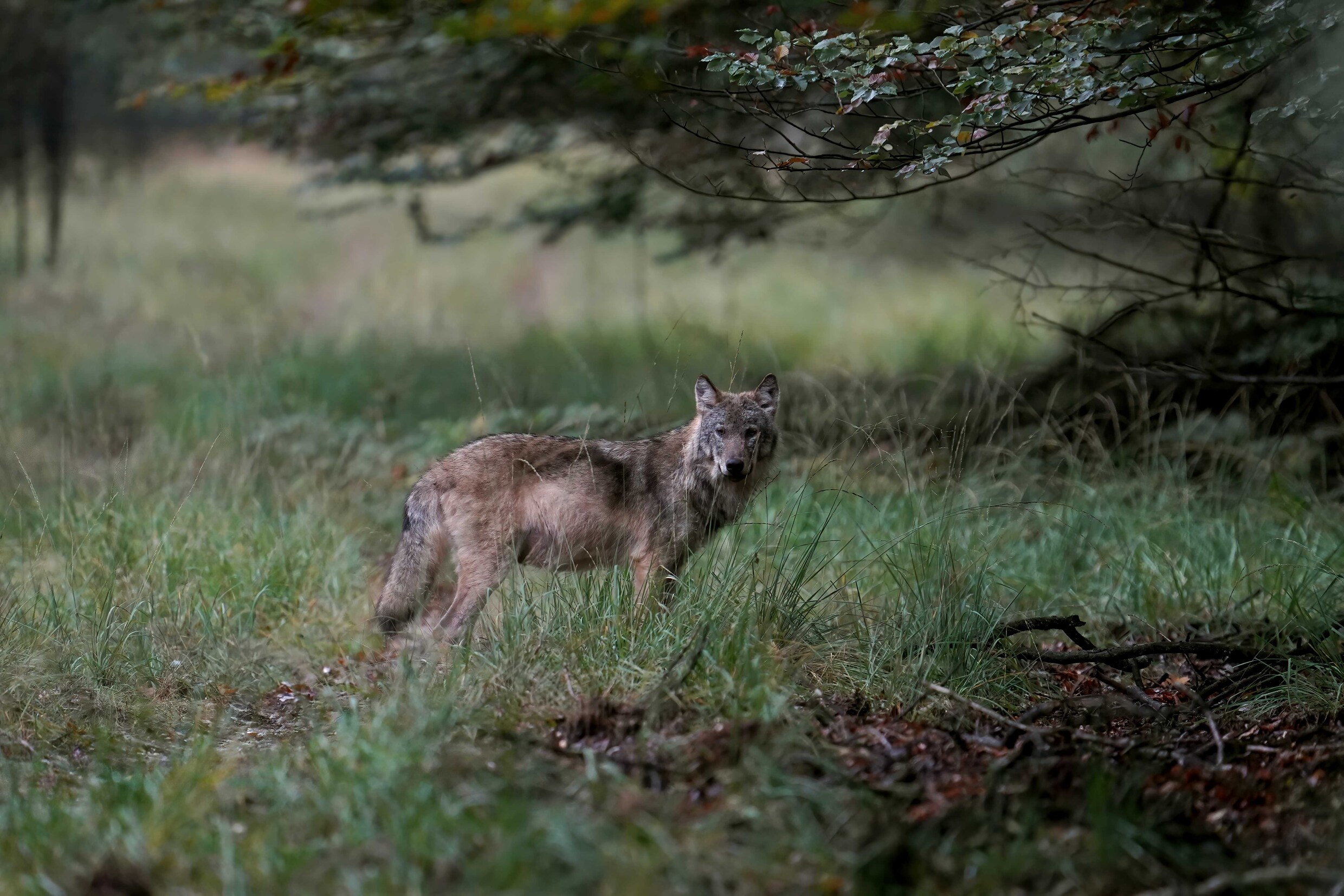 Boeren willen hek rond provincie Friesland tegen wolven