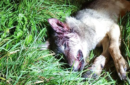 Tweede jonge wolf doodgereden: ‘Het pijnlijke is dat we allemaal wisten dat dit kon gebeuren’
