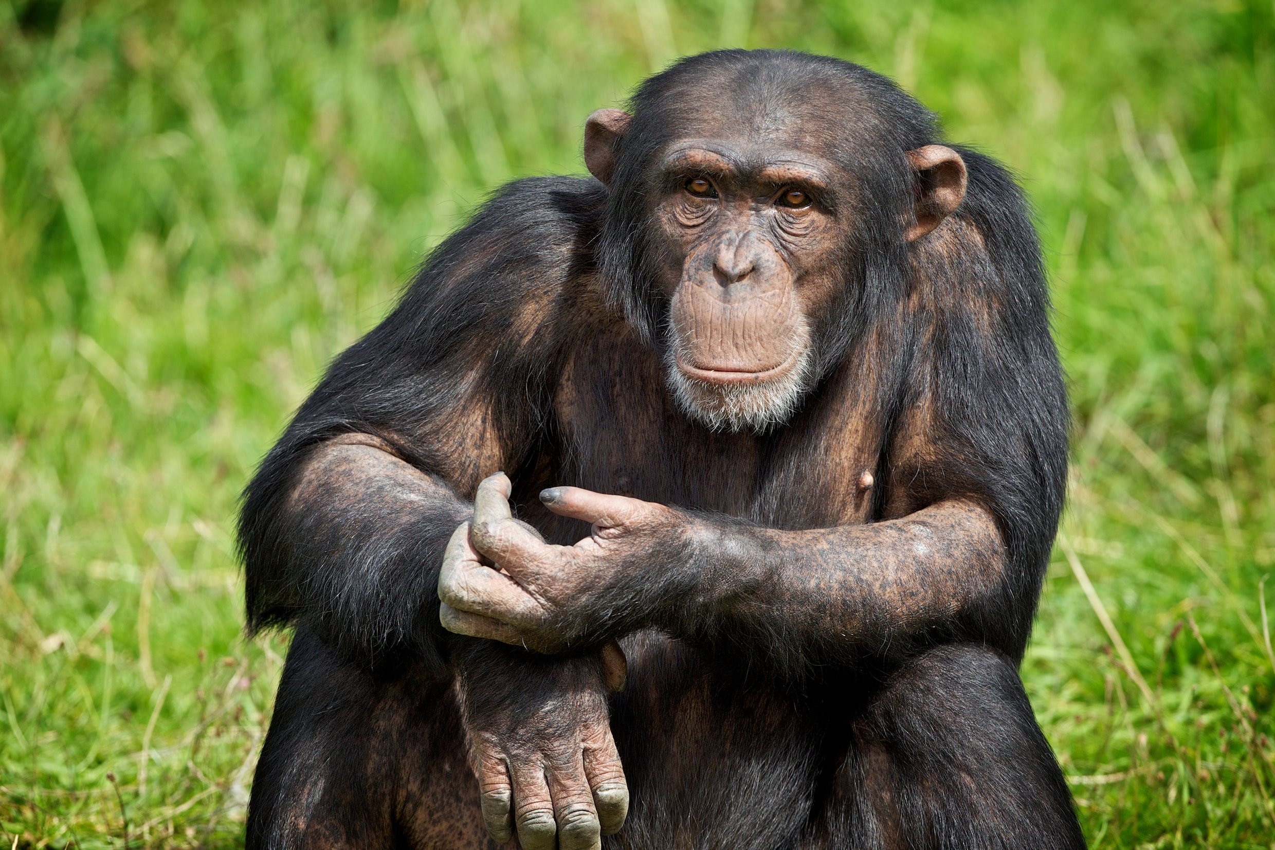 Waarom wordt een mens verliefd op een aap? De uiting van een gekend fenomeen