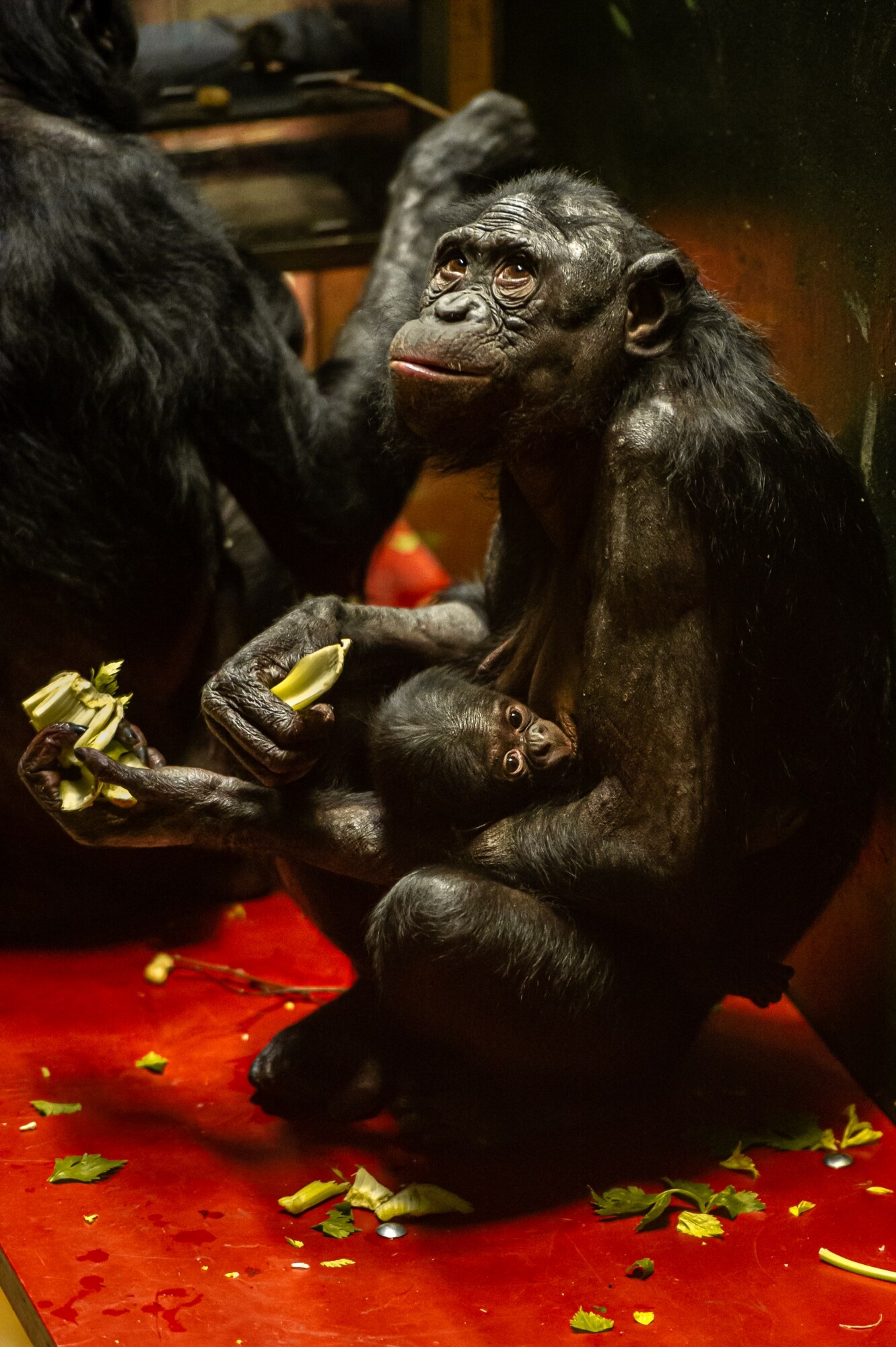 Bonobo Vyombo geboren in Zoo Planckendael