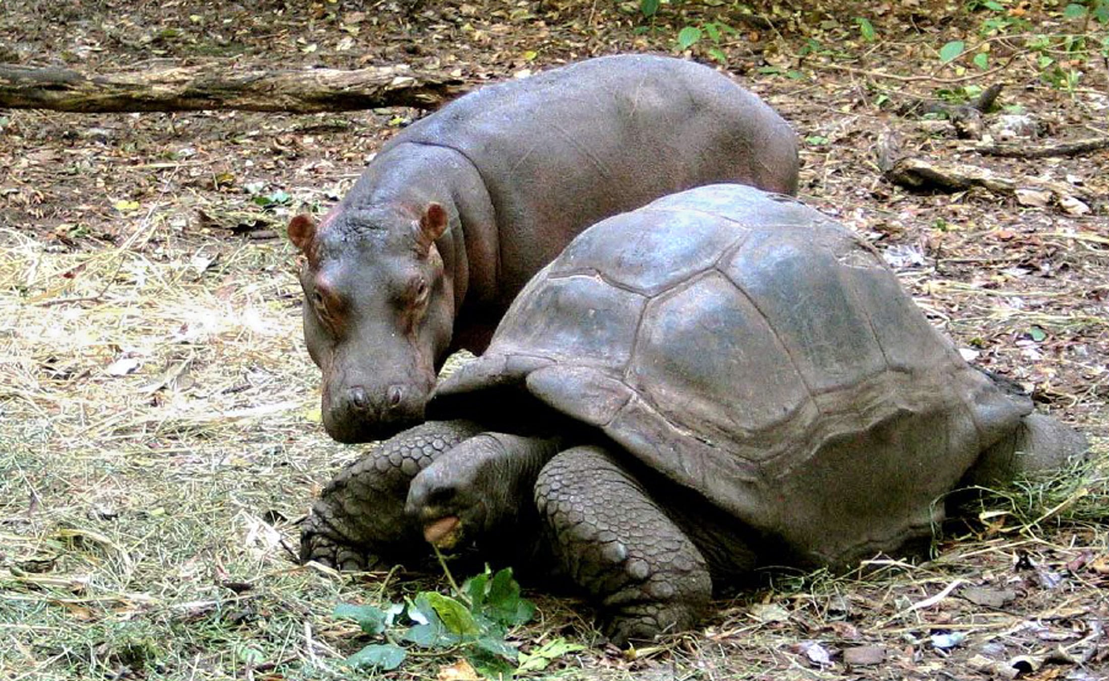 Steeds meer bewijs dat dieren als mensen zijn. En daarom zijn we zo verzot  op dierenfilmpjes | De Morgen