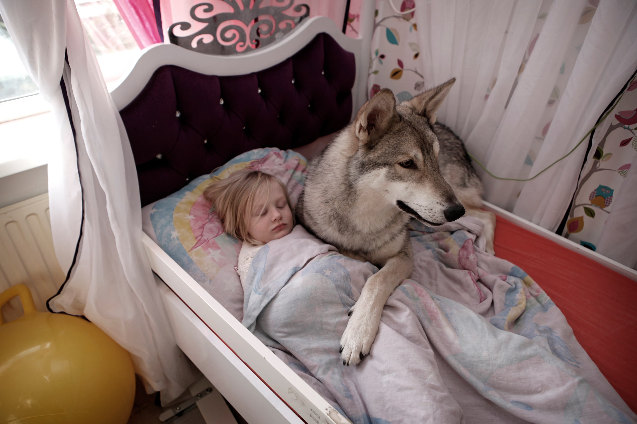 In beeld: Ontroerende portretten van een meisje en haar wolf