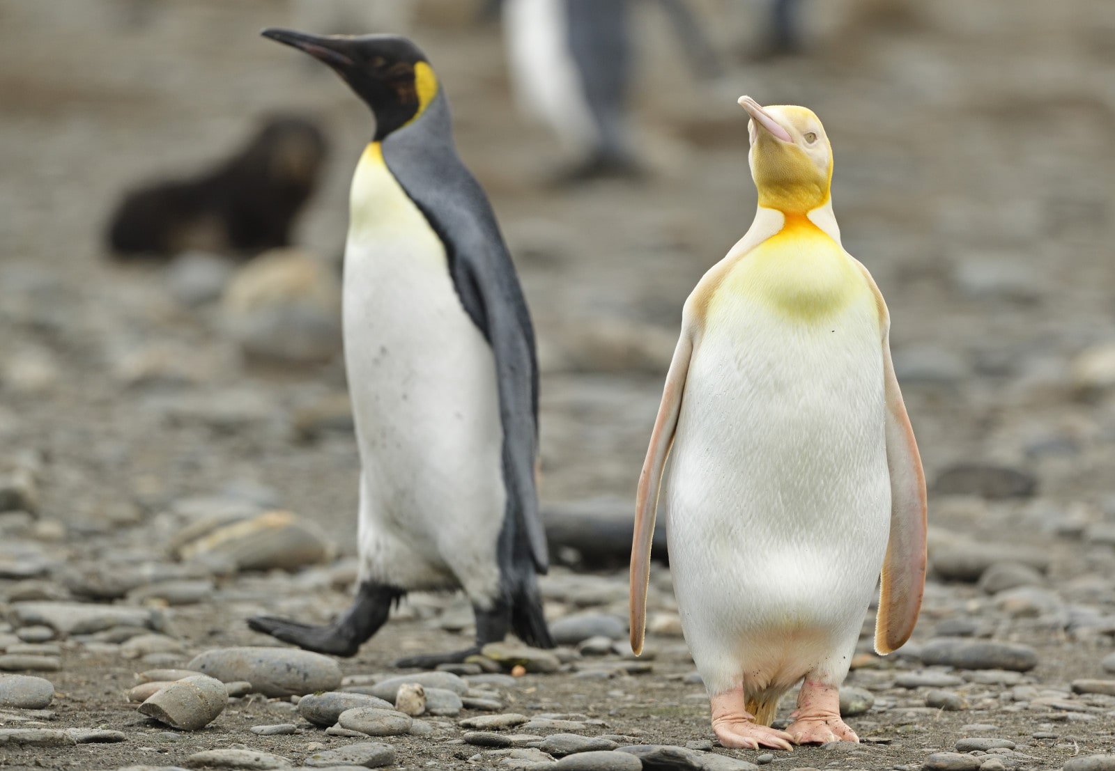 Vlaamse natuurgids fotografeert zeldzame gele pinguïn