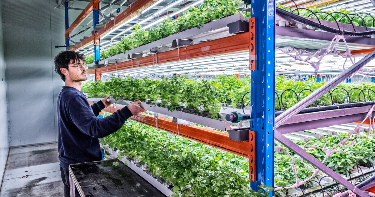 Geen akkers maar metershoge rekken vol groenten: is verticale landbouw de toekomst?