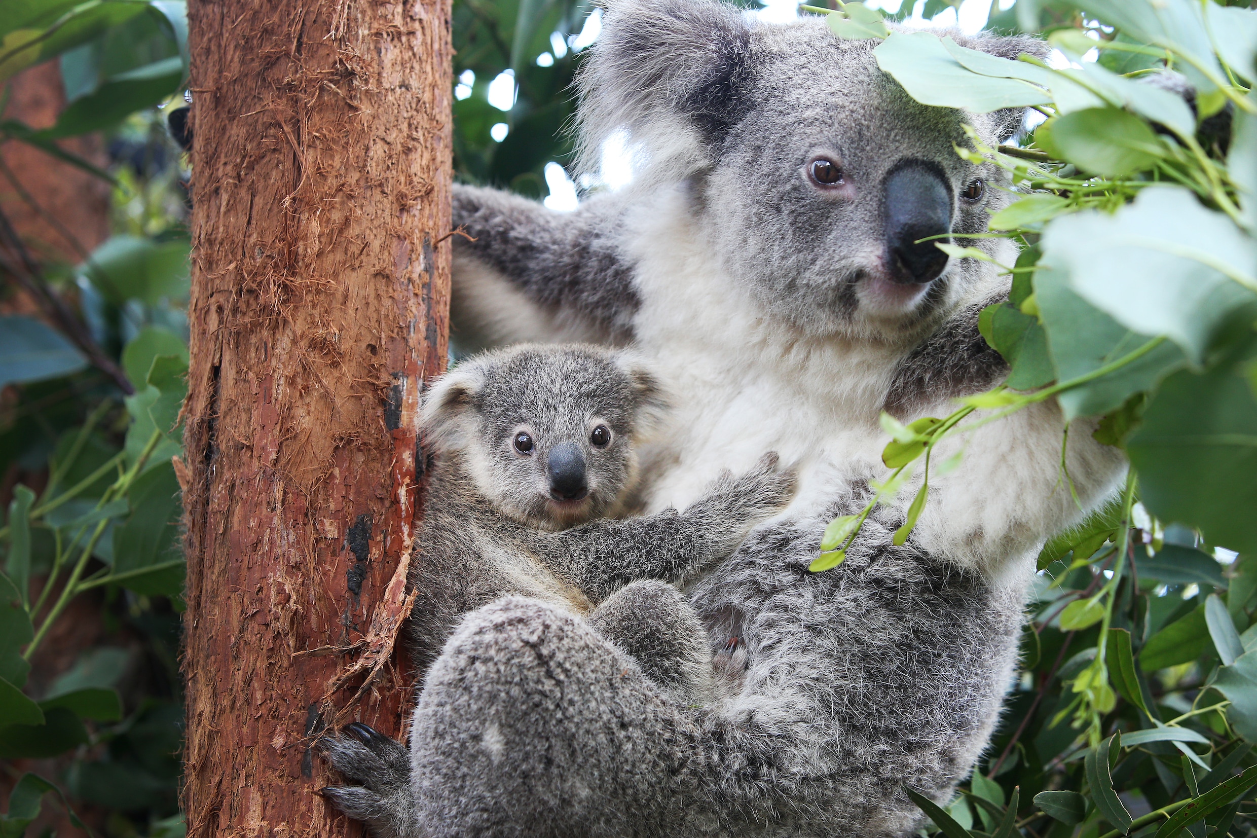 Koala staat op lijst van bedreigde diersoorten: ‘Schokkende evolutie voor een van meest iconische dieren ter wereld’