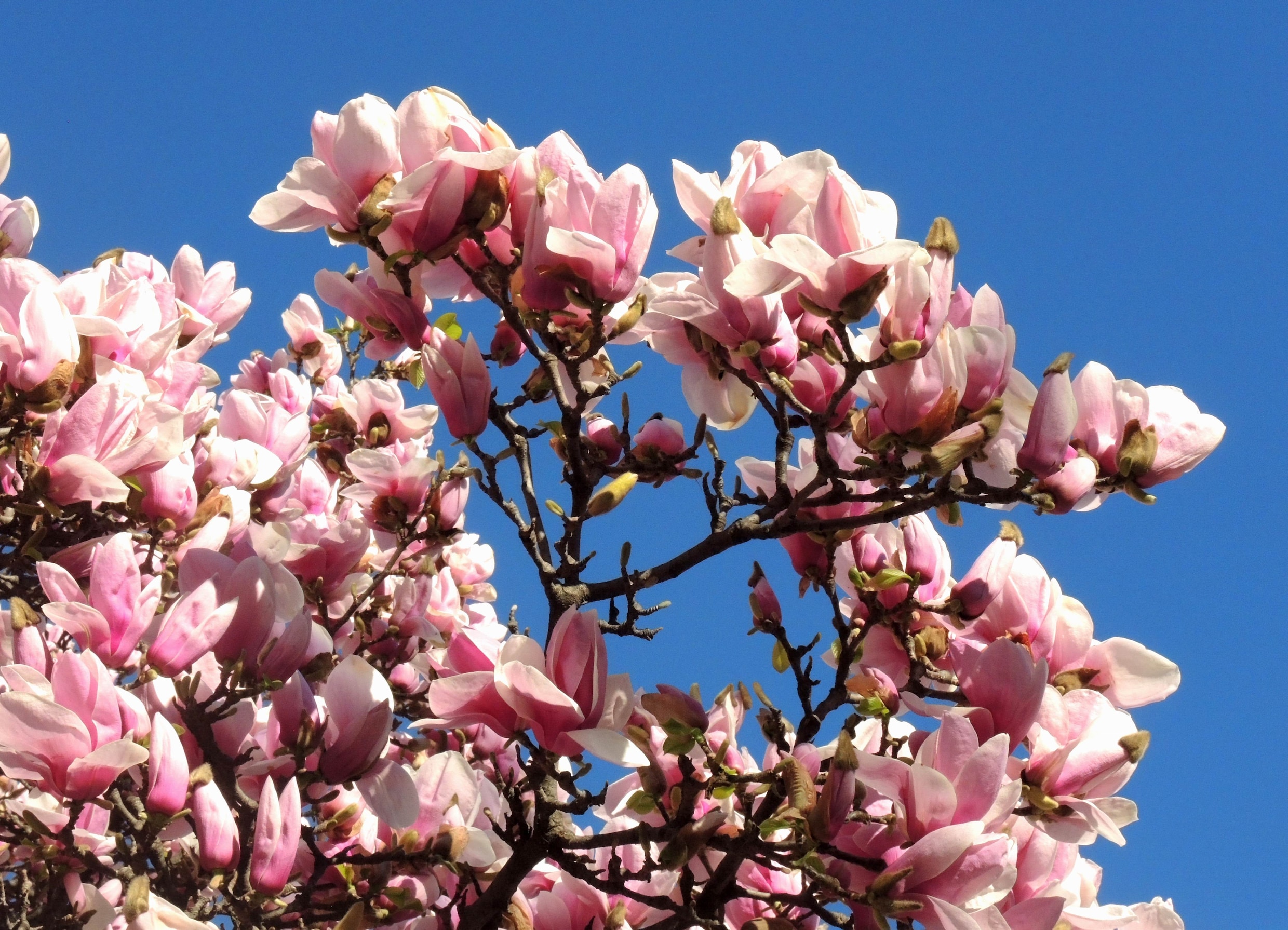 Valt de lente steeds vroeger? En andere vragen bij het begin van het ...
