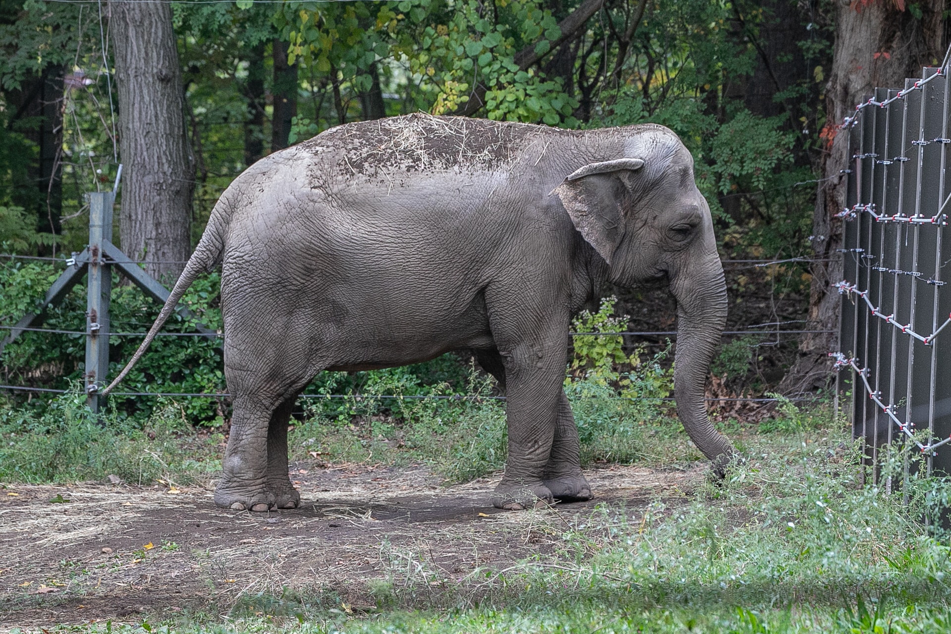 Happy de olifant is helemaal niet blij