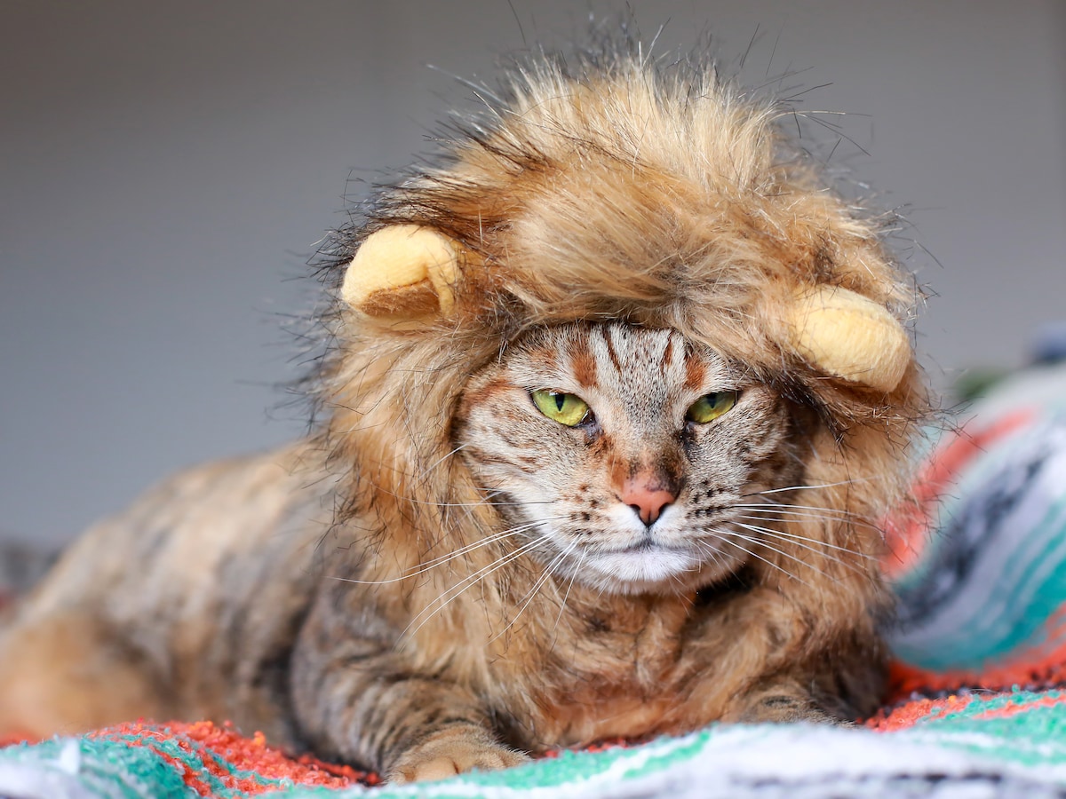 leeuw kat