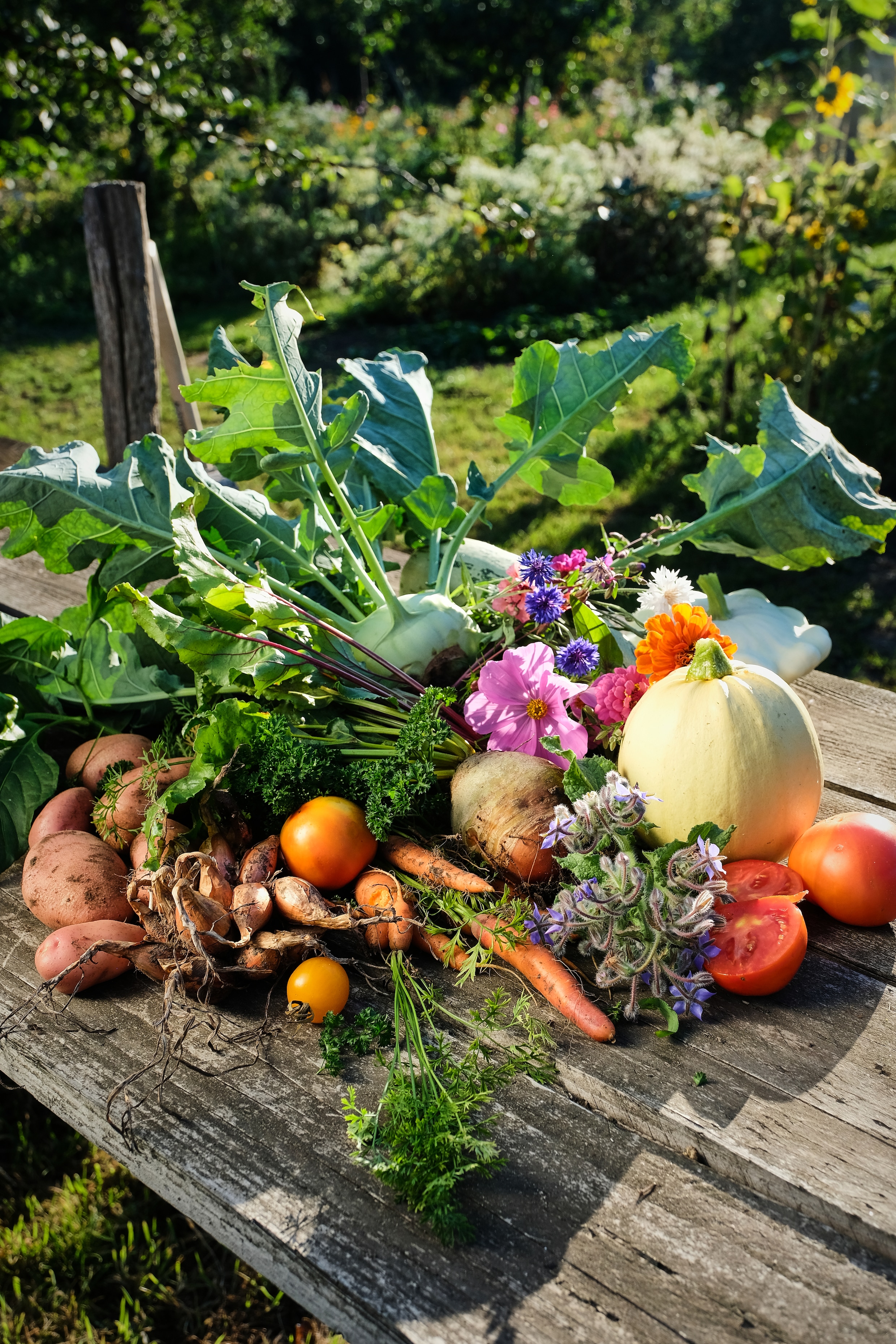 Een eigen moestuin? Zo begin je eraan | De Morgen