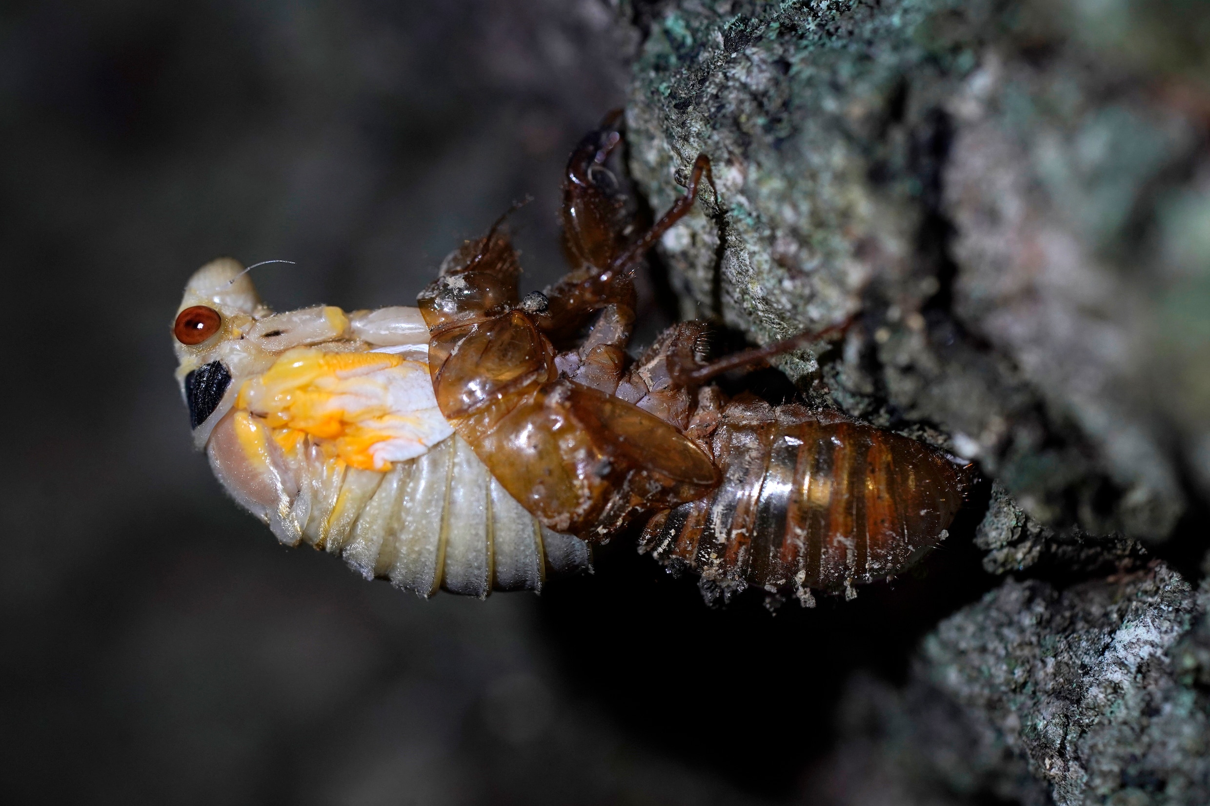 Bijzonder fenomeen in VS: biljoenen cicaden komen na 17 jaar weer boven om vier weken lang te paren