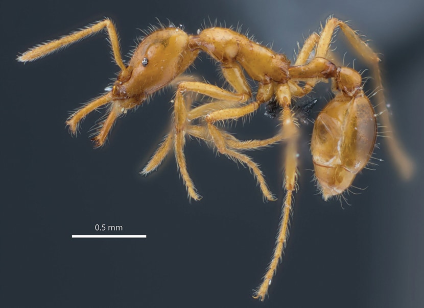 Deze mier kreeg de eerste genderneutrale wetenschappelijke naam