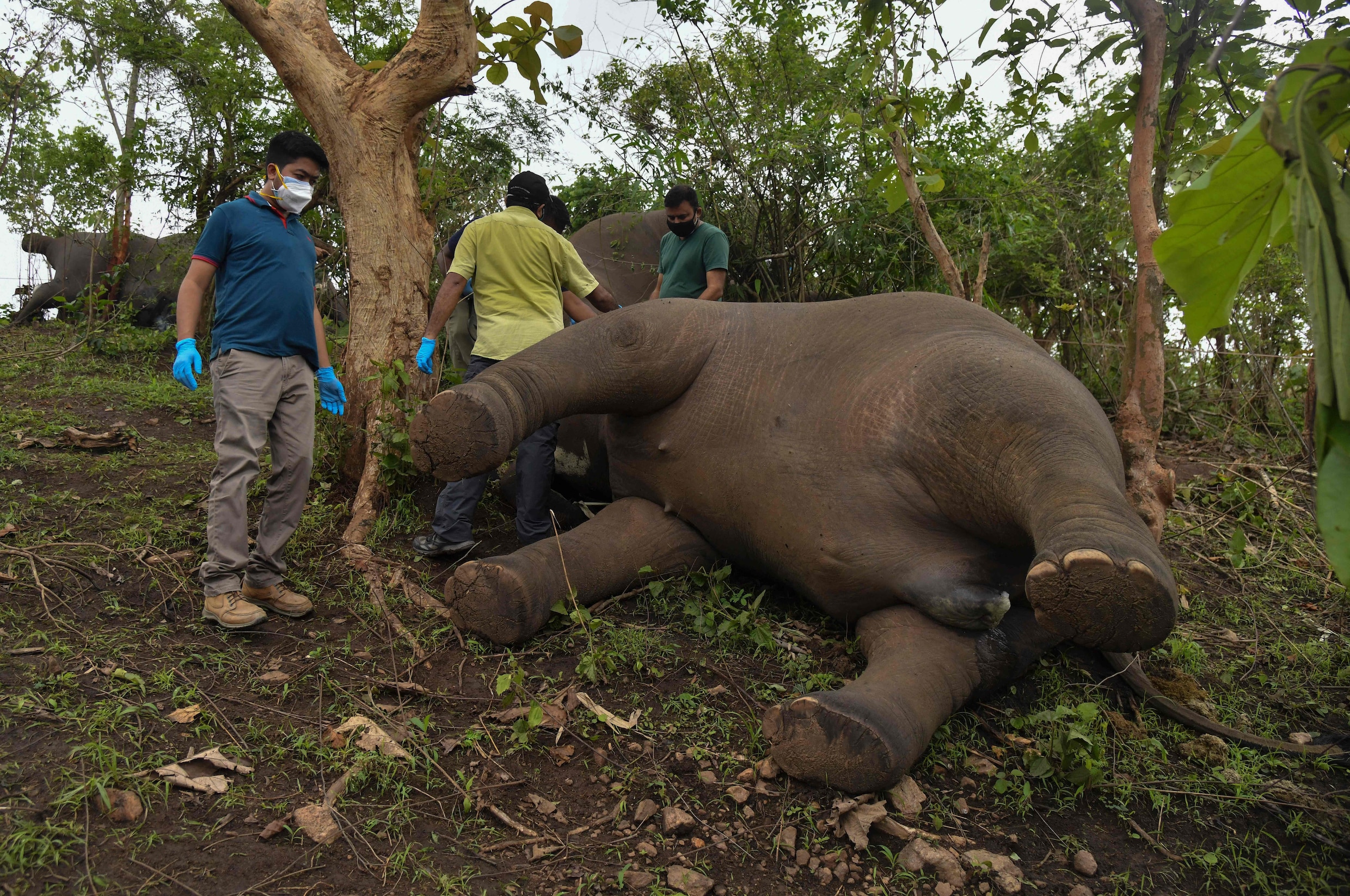 Onderzoek naar 18 ‘doodgebliksemde’ olifanten in India