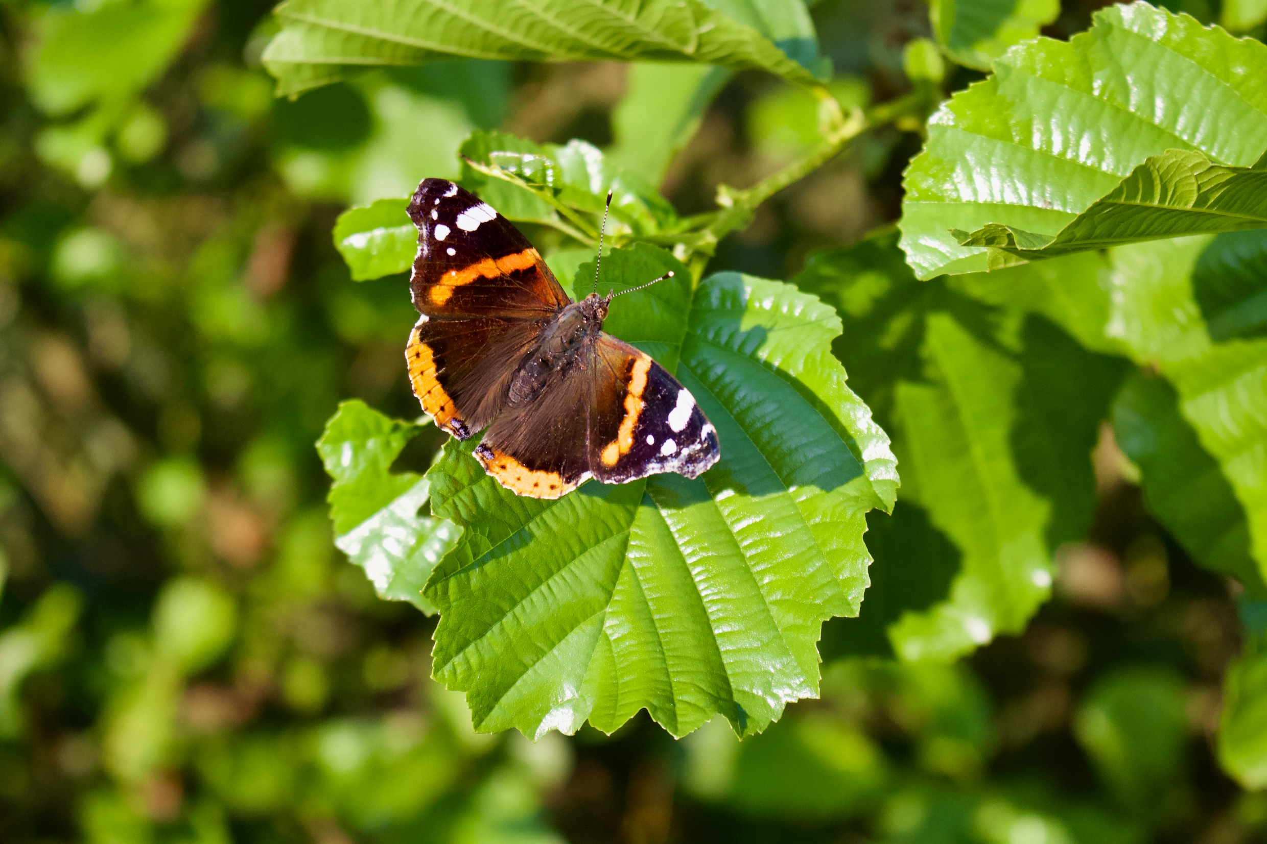 Hoe vlinders zich aanpassen aan de stad: ‘Talloze soorten kunnen zich succesvol aanpassen’