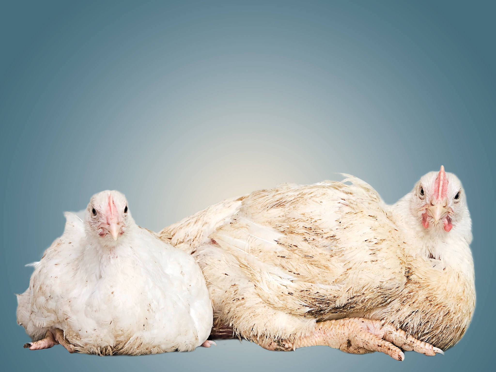 Meer kip en minder rund eten is beter voor het klimaat. Maar de kippen betalen een torenhoge prijs