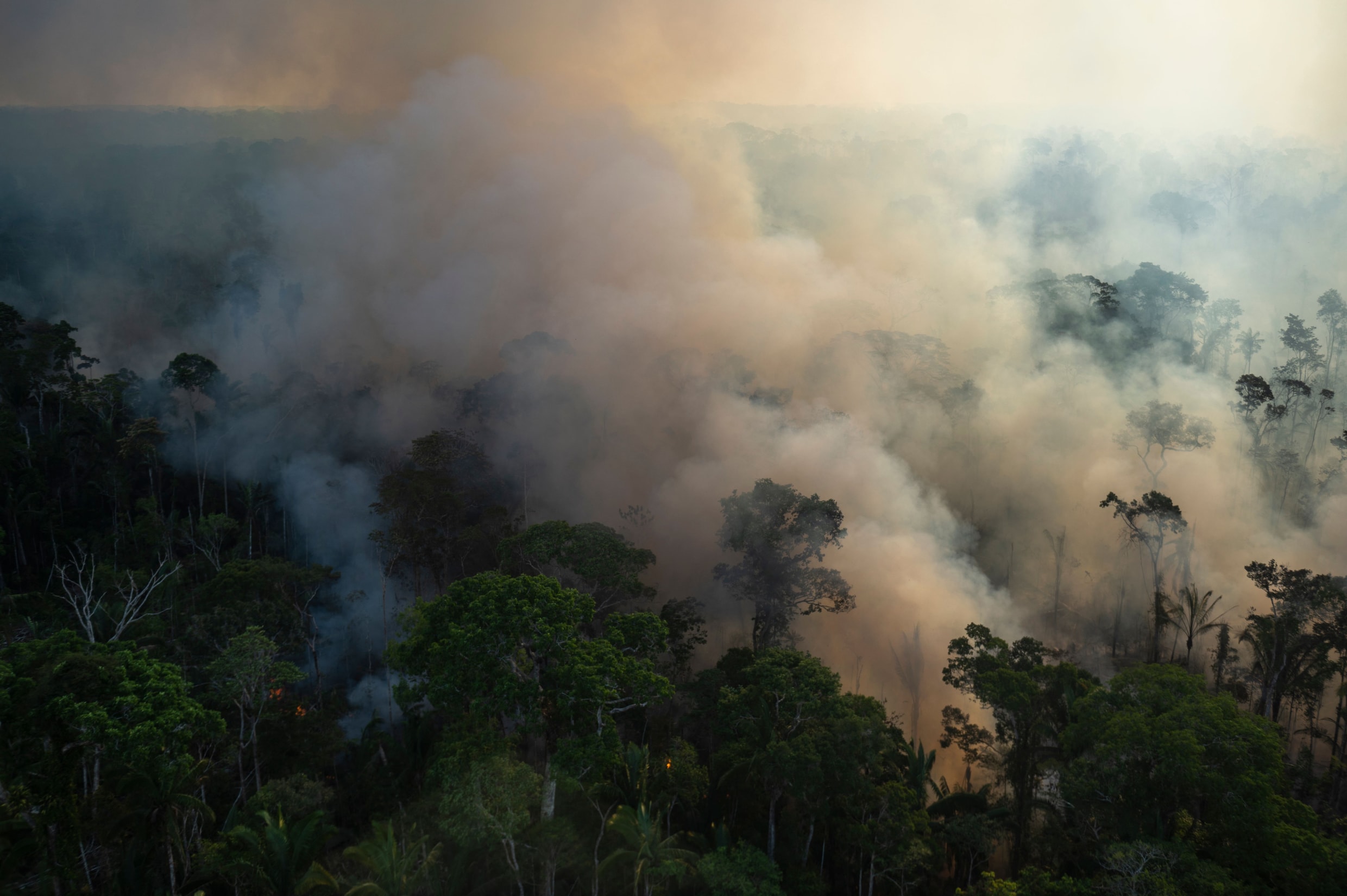 Amazonewoud nadert kantelpunt sneller dan verwacht: droogte en ontbossing kosten woud veerkracht