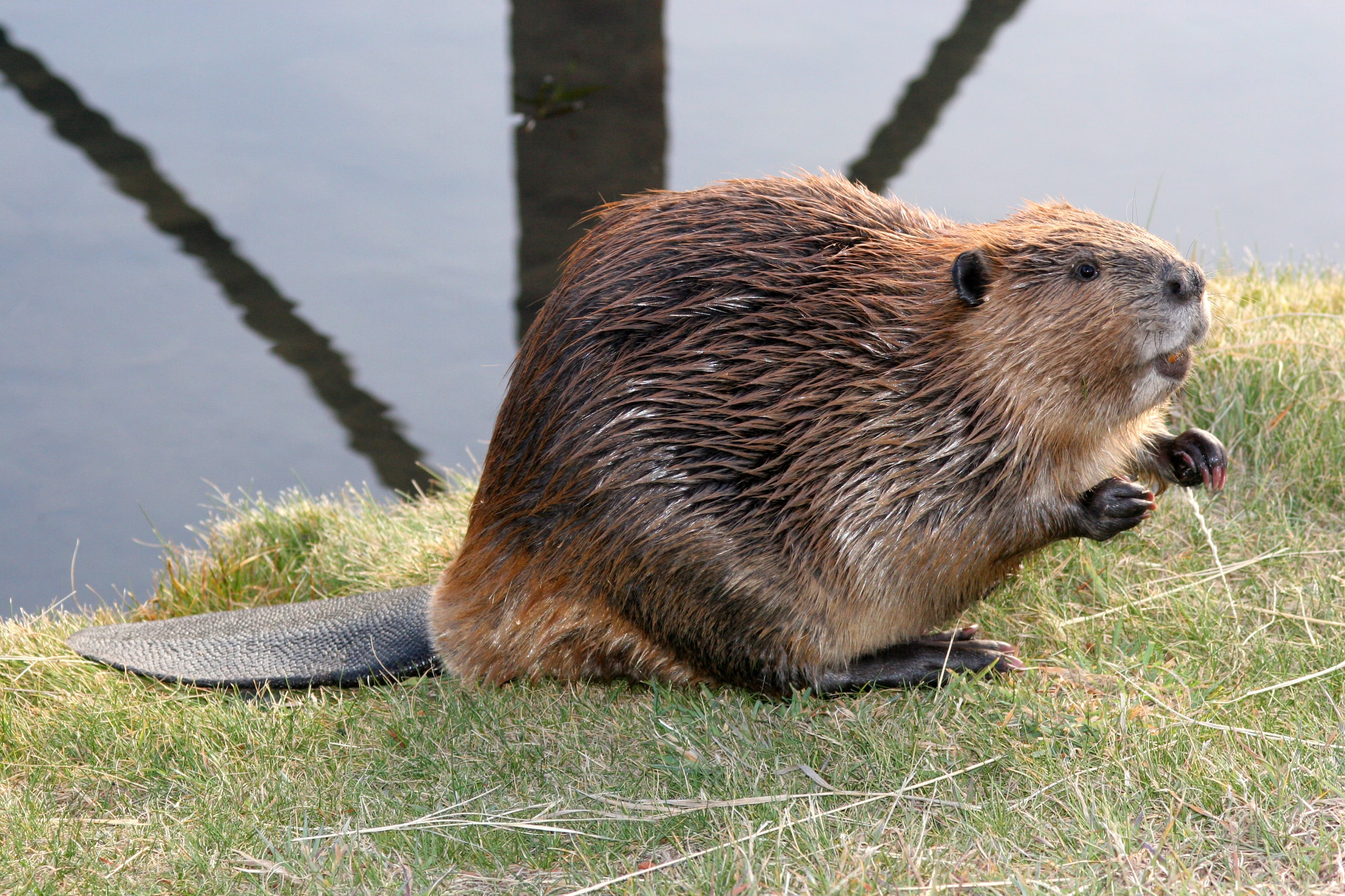 Hoe de bever een klimaatprobleem wordt: ‘Ik heb geen antwoorden’ | De ...