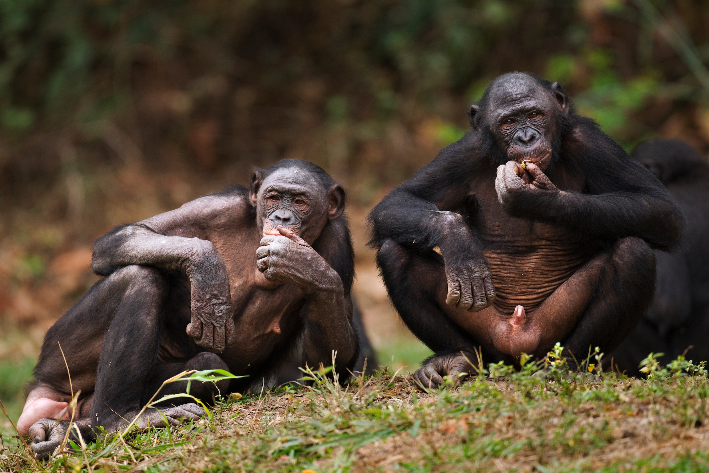 40 miljoen jaar geleden werd er al gemasturbeerd: lang voor de mens deden primaten al aan zelfbevrediging
