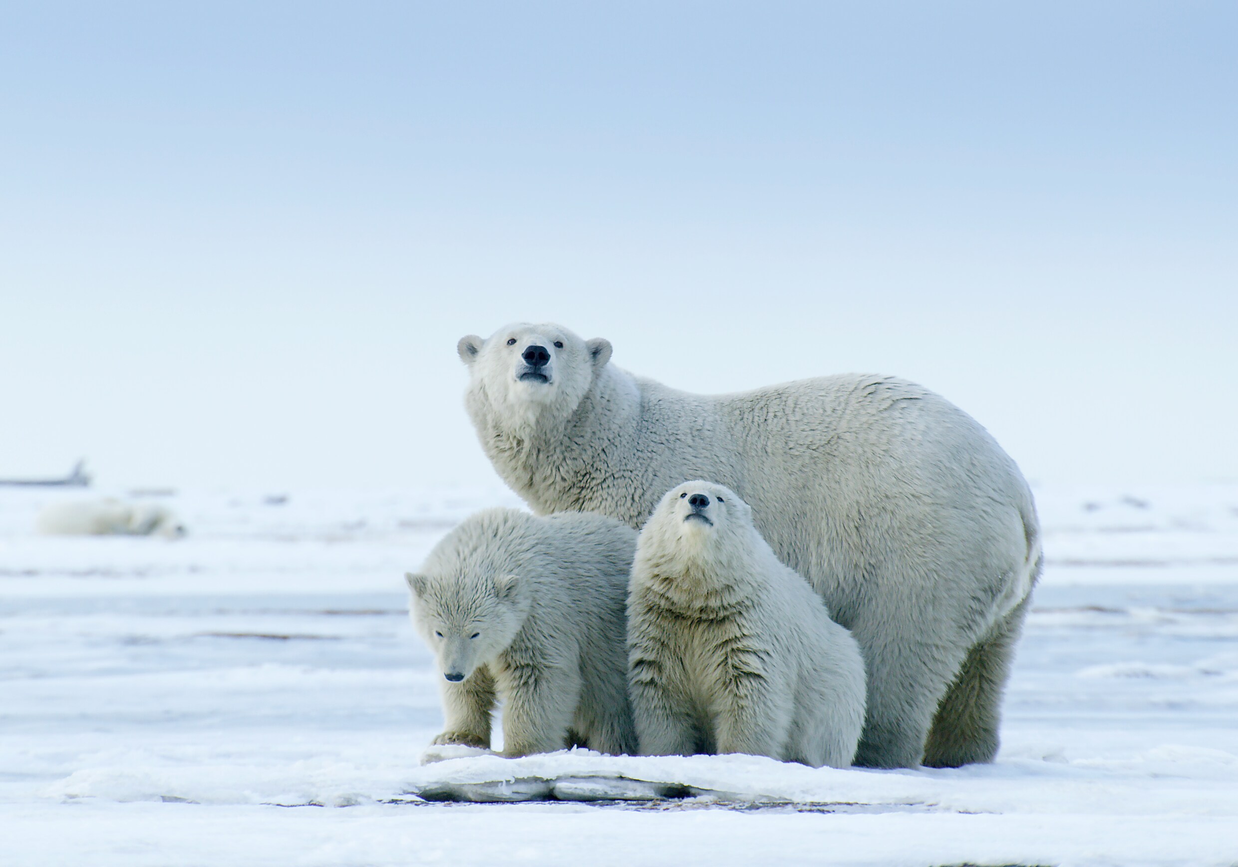 Door de klimaatverandering kan een ijsbeer straks weer met een bruine beer paren