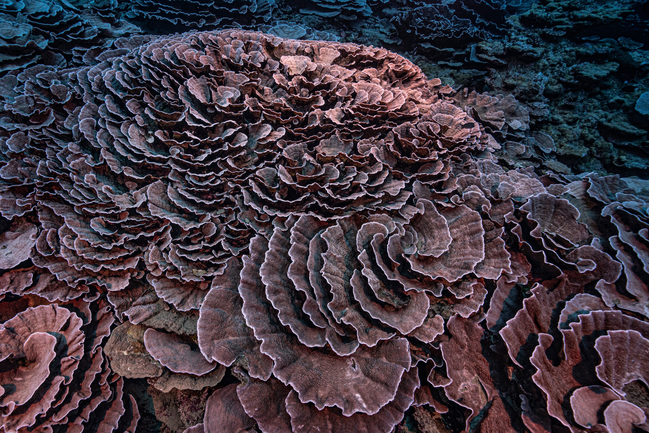 Bijzonder groot ongerept koraalrif ontdekt voor de kust van Tahiti: ‘Een kunstwerk’