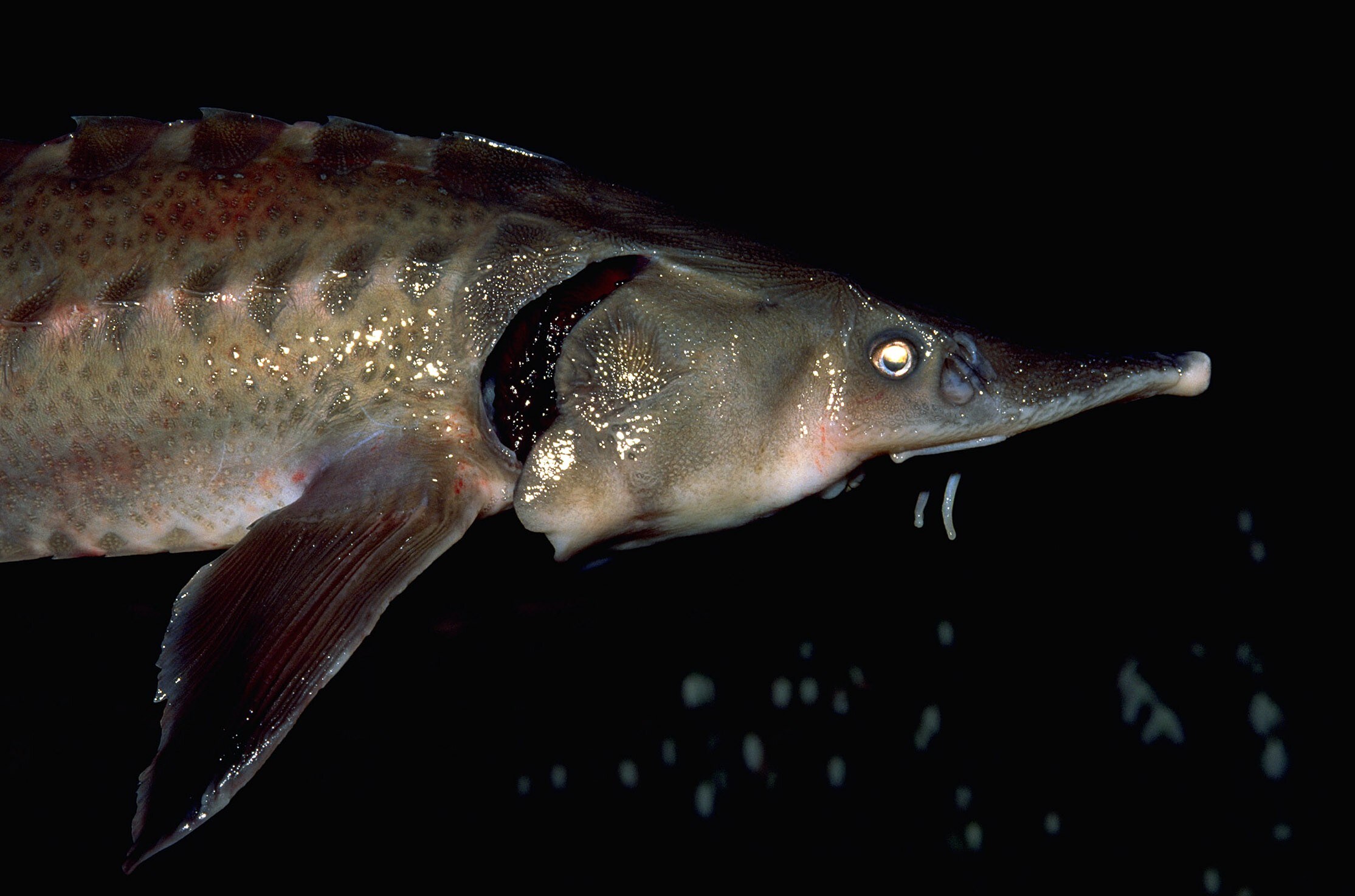 ‘Als een kraamafdeling’: hoe het masseren van vissen ‘propere kaviaar ...