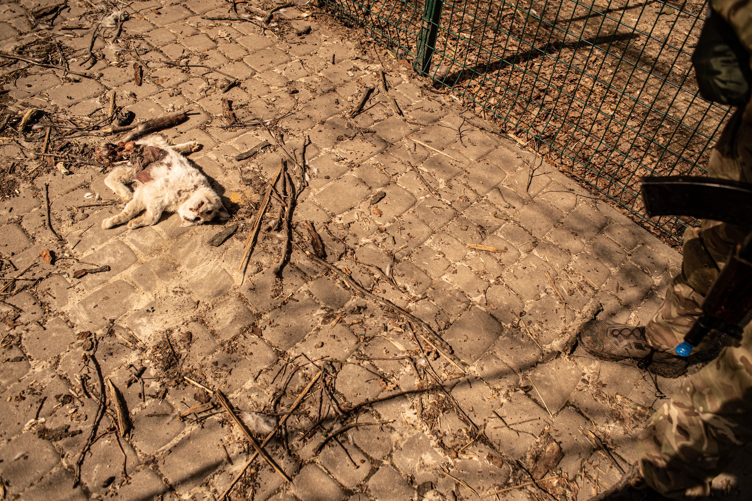 Deze harde beelden van de gebombardeerde zoo van Charkiv getuigen van de wreedheid van oorlog