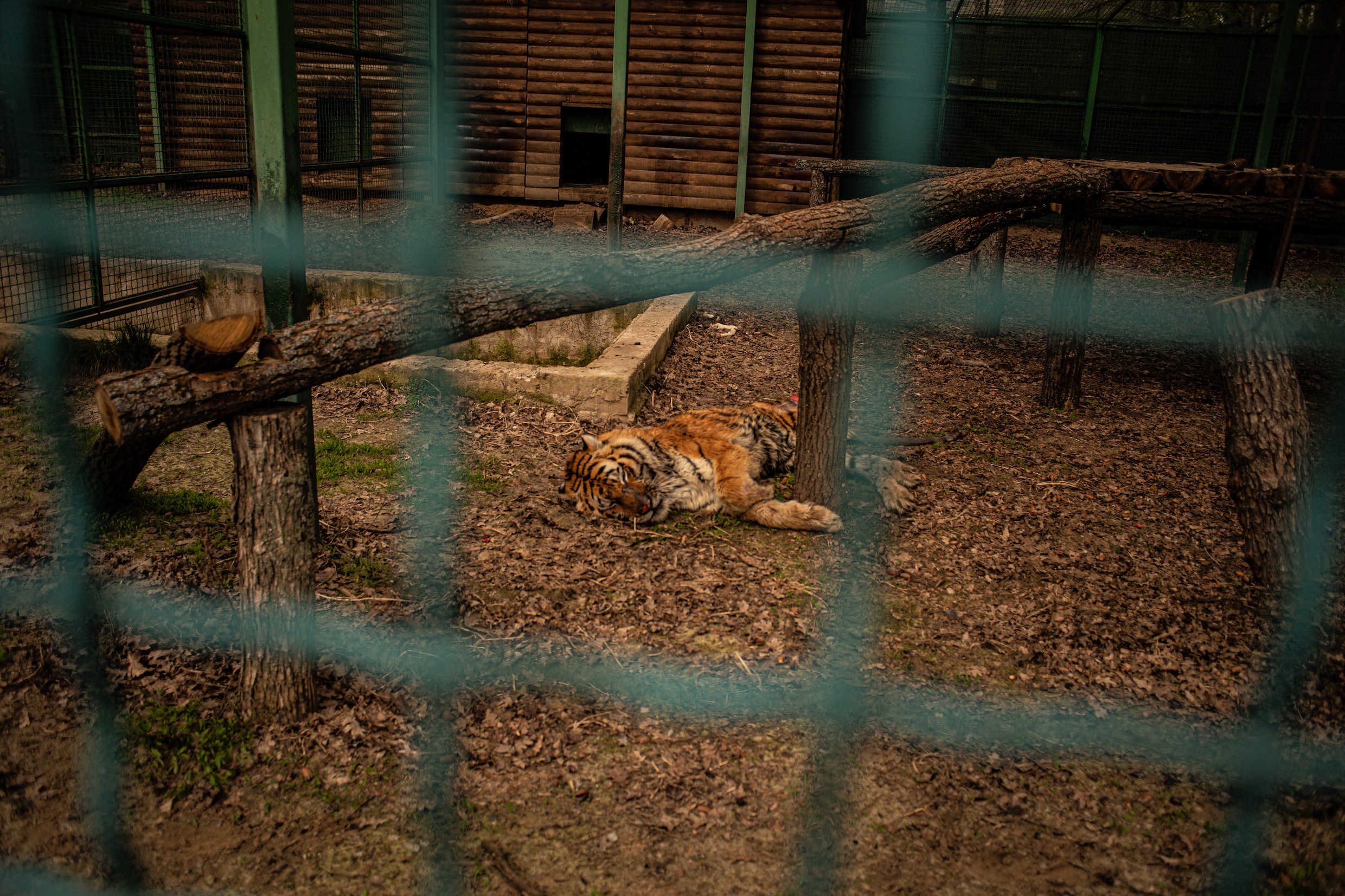Deze harde beelden van de gebombardeerde zoo van Charkiv getuigen van de wreedheid van oorlog