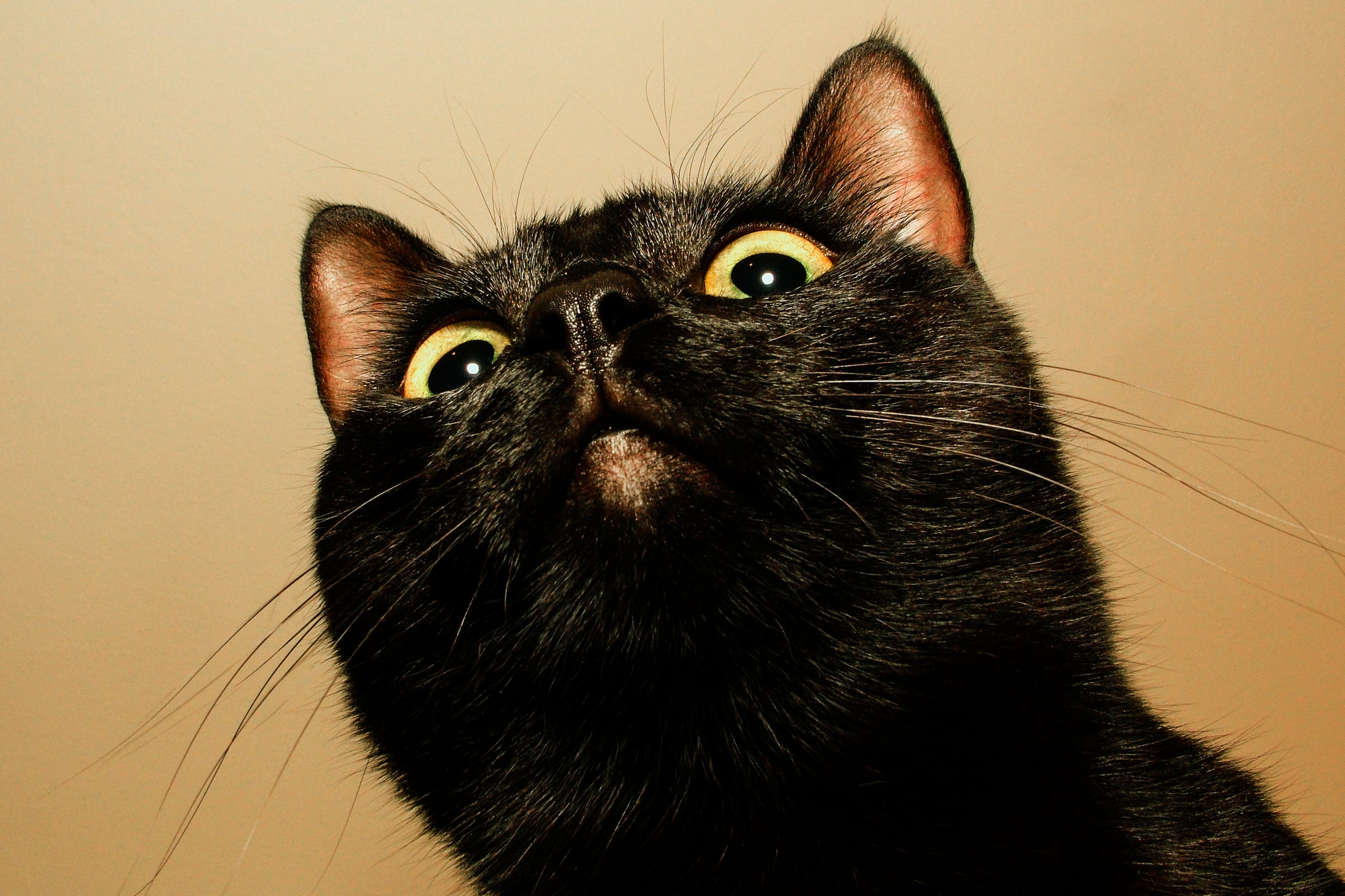 Gezocht: sociale zwarte museumkat (m/v/x) die bereid is naam te veranderen in Aristide de Vijfde | De Morgen