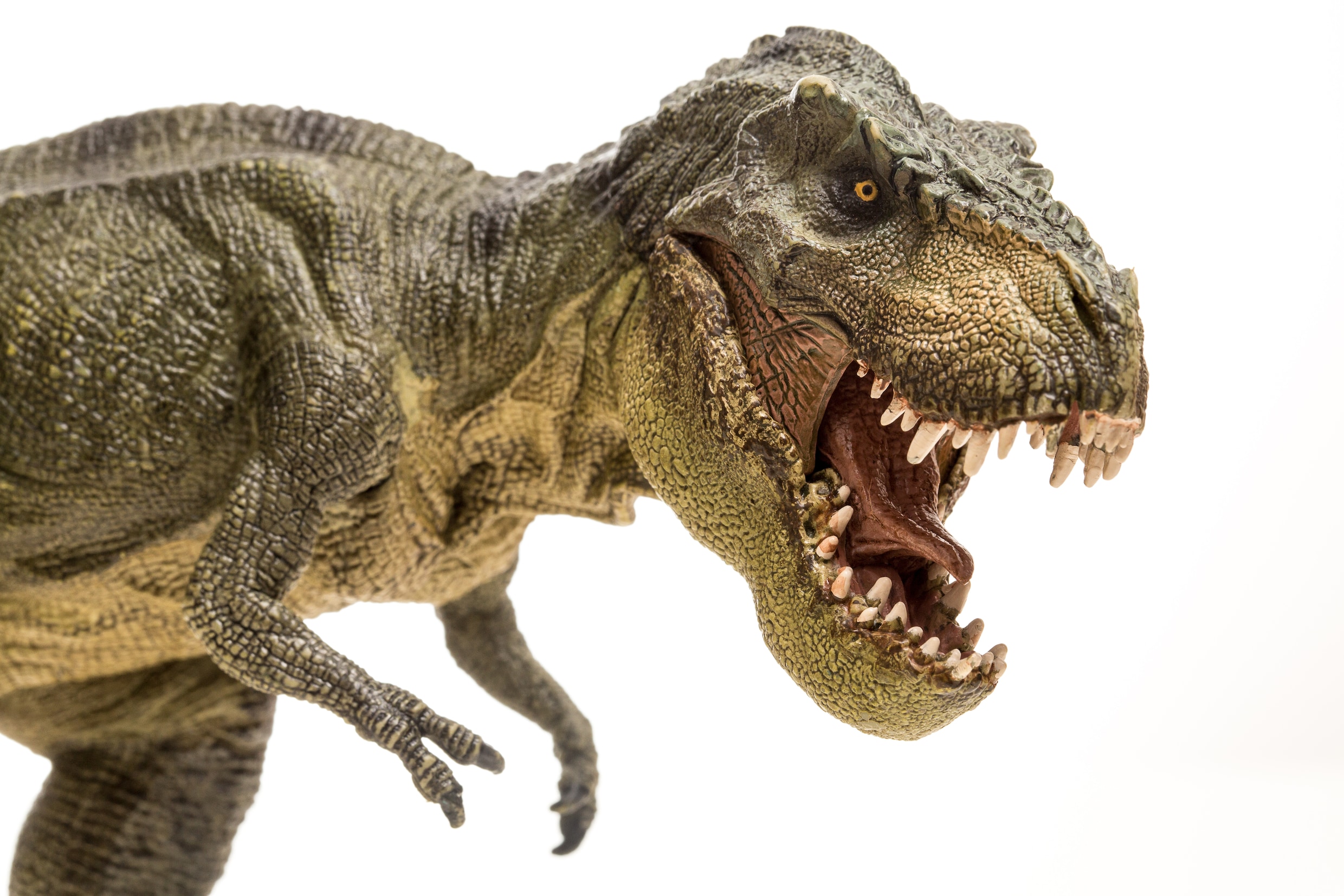 Felle wetenschappelijke discussie: moet de T. rex worden opgesplitst in ...