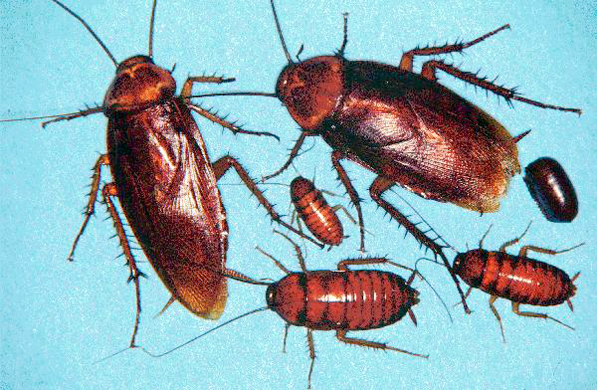 DNA kakkerlakken verklaart waarom ze zich zo graag nestelen op vieze plaatsen