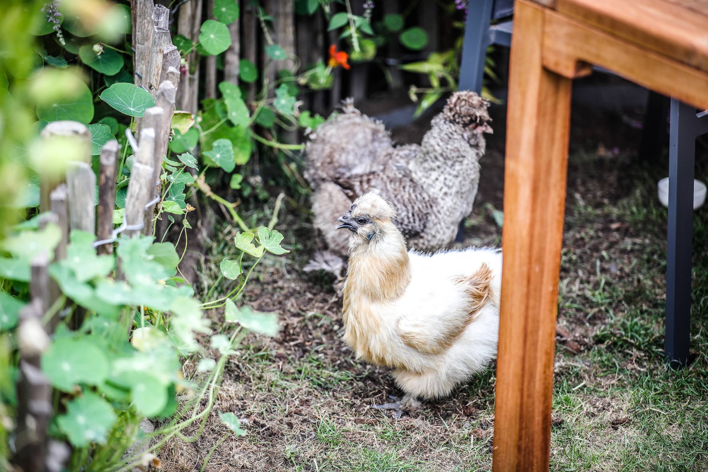 Bloedluis bij kippen en andere dieren bestrijden door gebruik van roofmijt