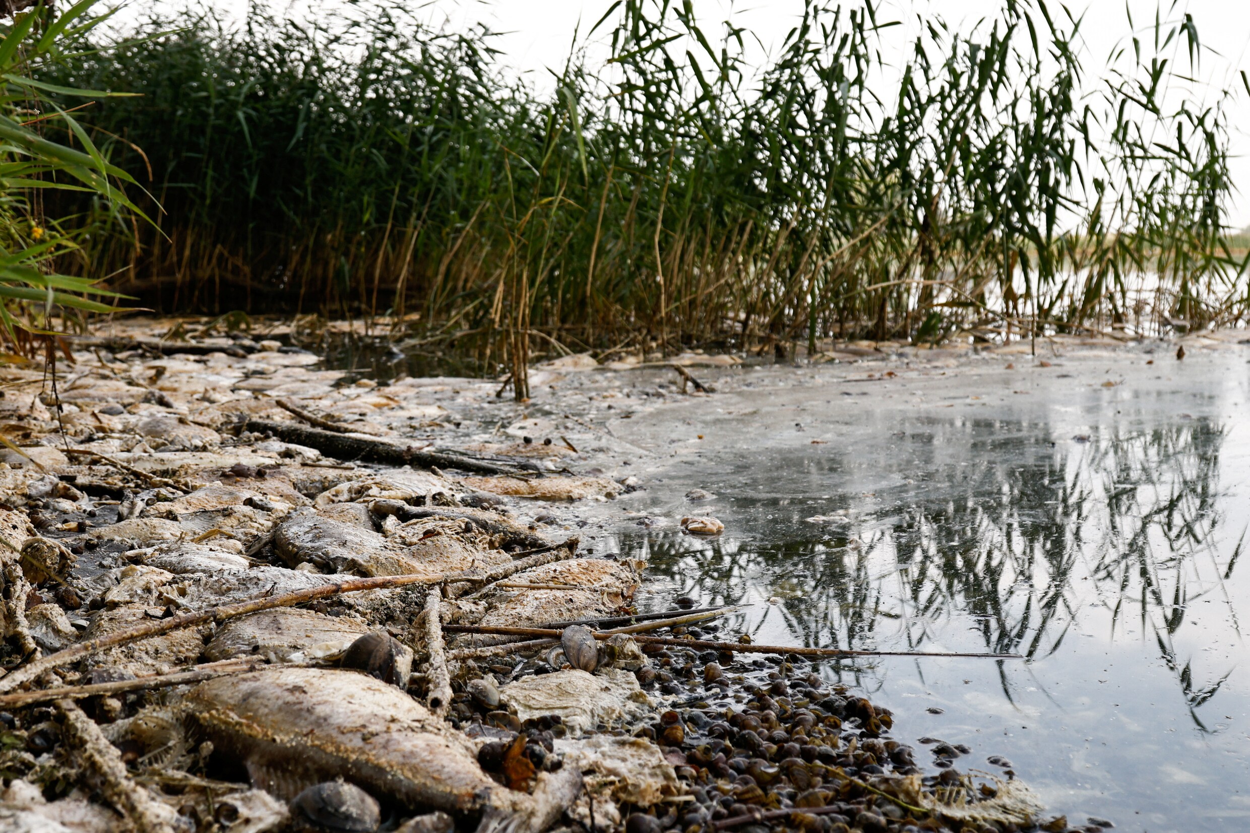 Al meer dan 190 ton dode vis uit Oder geschept | De Morgen